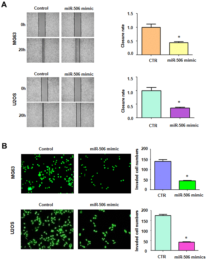 Overexpression of miR-506 inhibited cell motility. (A) Left: Migrative ability was evaluated by wound healing approach in osteosarcoma cells after miR-506 mimic treatment. Right: Quantitative results of migration. *pB) Left: Invasion was evaluated by Transwell assay in osteosarcoma cells treated with miR-506 mimics. Right: Quantitative results of invasion.