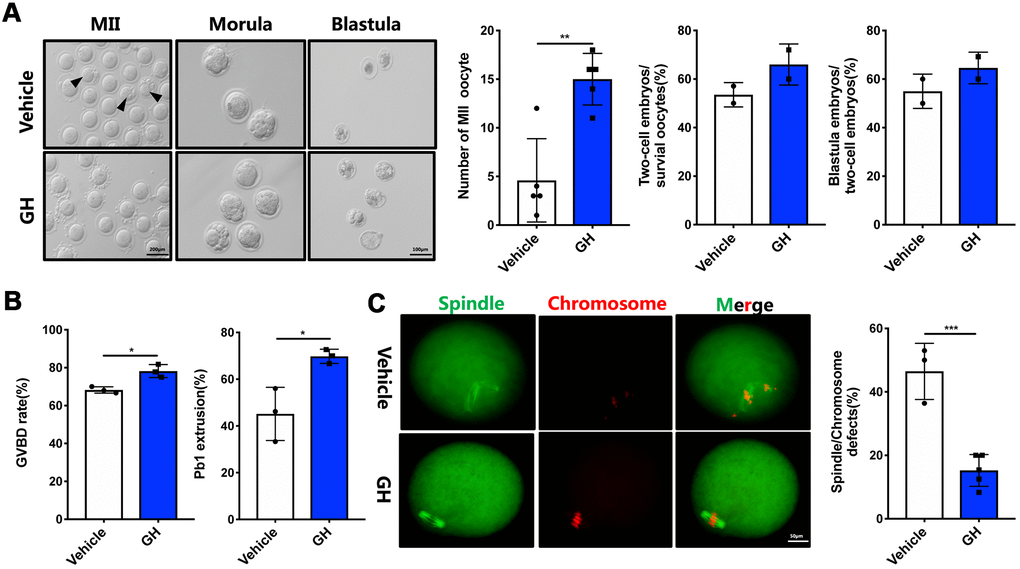 Effects of GH treatment in vivo on the quality and meiotic progress of aged oocytes. (A) Left: Representative images of MII oocytes, morula and blastocysts from NS-treated and GH-treated mice. Black arrows point to fragmented MII oocytes. Scale bar, 200 μm, 100 μm. Right: Number of MII oocytes and percentage of 2-cell embryos and blastocysts in NS-treated and GH-treated mice. (B) After cultured in M2 medium, the rate of GVBD and Pb1 extrusion were recorded. (C) Left: The MII oocytes from NS-treated (n = 37) and GH-treated (n = 42) mice were stained with α-tubulin (green) and propidium iodide (PI) (red). Scale bar, 50 μm. Right: Quantification of NS-treated and GH-treated oocytes with abnormal spindle/chromosomes. Data are presented as mean ± SD. *P P P 