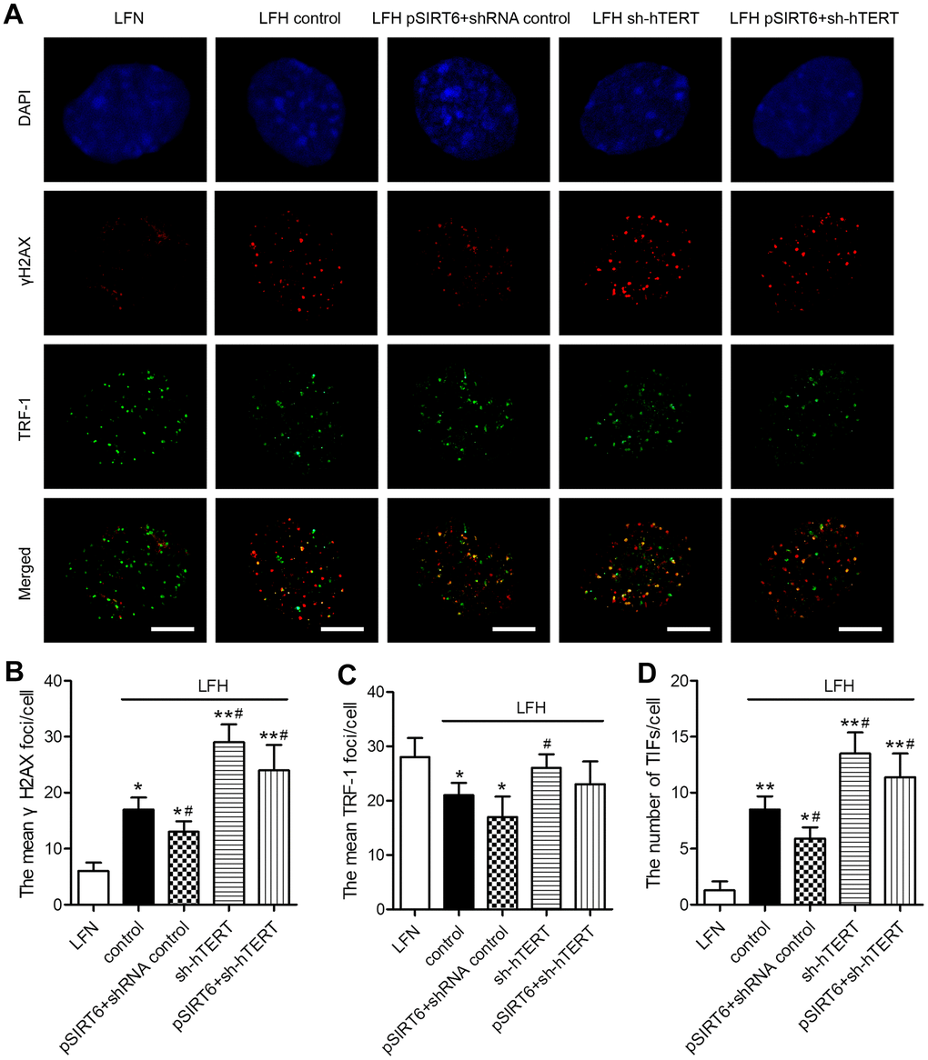 SIRT6 protects LFH cells from DNA damage and telomere dysfunction via activation of telomerase activity. (A) Representative images of LF cells stained for γH2AX (red) and TRF-1 (green) and counterstained with DAPI (blue). Scale bar = 5 μm. The mean number of γH2AX foci (B), TRF-1 (C) and telomere dysfunction-induced foci (TIFs, D) in cells were quantified using ImageJ. Data are means ± SD of three replicates. *ppp