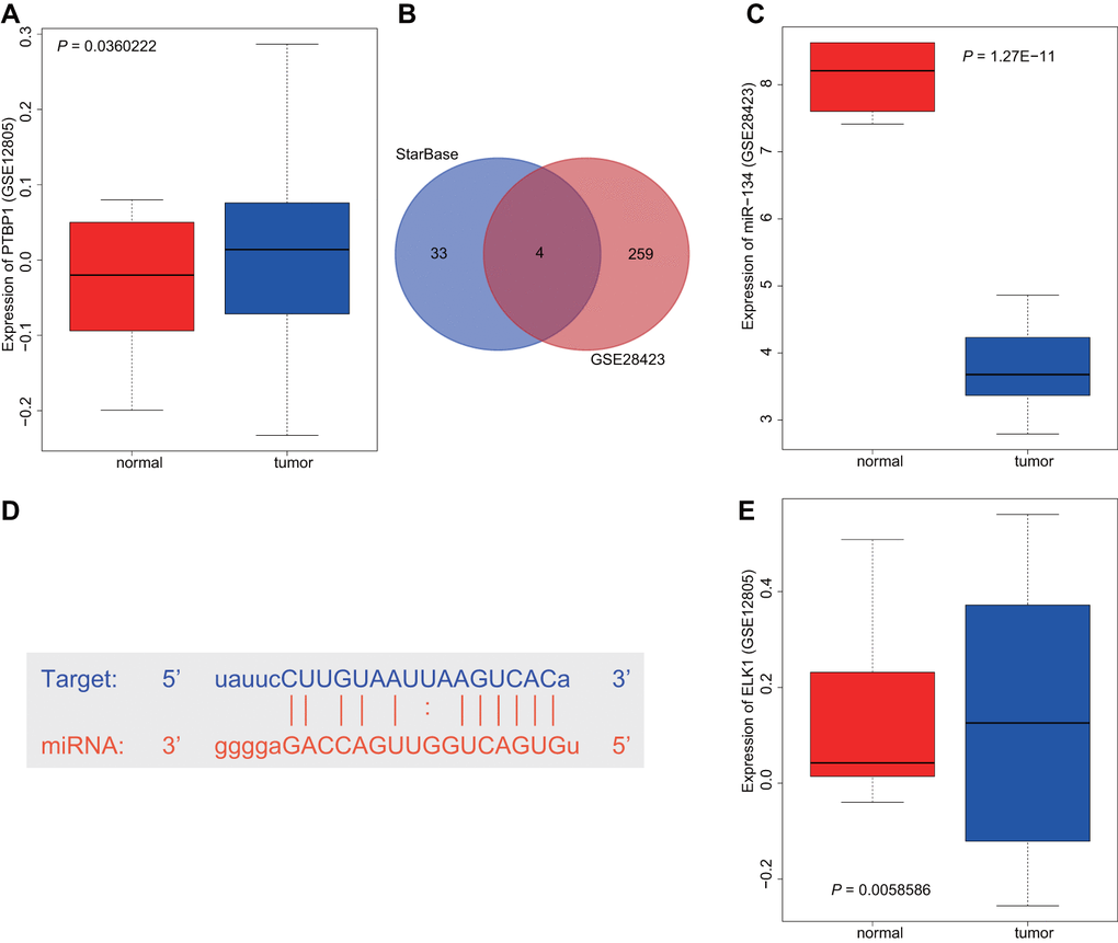 ELK1 may promote PTBP1 expression by downregulating miR-134 to participate in the chemotherapeutic resistance of osteosarcoma. (A) The boxplot of PTBP1 expression in osteosarcoma-related microarray data GSE12805 from GEO database (https://www.ncbi.nlm.nih.gov/geo/). (B) The intersection between the predicted results of miRNAs that regulated PTBP1 and differential analysis in microarray data GSE28423 through StarBase database (https://web.archive.org/web/20110222111721/http://starbase.sysu.edu.cn/). (C) The boxplot of miR-134 expression in osteosarcoma-related microarray data GSE12805. (D) The binding sites between miR-134 and PTBP1. (E) The boxplot of ELK1 expression in osteosarcoma-related microarray data GSE12805.