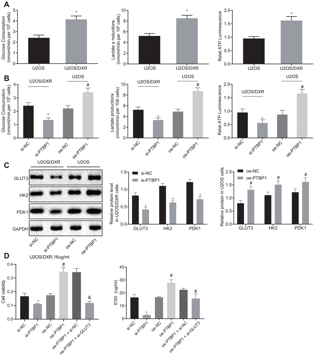 PTBP1 facilitates chemoresistance of osteosarcoma cells to DXR by enhancing aerobic glycolysis in vitro. U2OS/DXR cells were treated with siRNA targeting PTBP1 and their parental cells were treated with expression vector containing PTBP1 gene. (A) The consumption of glucose and lactic acid and the ratio of ATP production in U2OS/DXR cells and their parental U2OS cells. (B) The consumption of glucose and lactic acid and the ratio of ATP production in U2OS/DXR cells and their parental U2OS cells. (C) Protein levels of GLUT3, HK2, and PDK 1(normalized to GAPDH) in U2OS/DXR cells and their parental U2OS cells. U2OS/DXR cells were treated with siRNA targeting PTBP1, expression vector containing PTBP1 gene and/or siRNA-mediated knockdown of GLUT3, respectively, which were treated with 16 ug/ml DXR. (D) Cell viability and IC50 in U2OS/DXR cells. Values obtained from three independent experiments in triplicate are analyzed by unpaired t test between two groups and by ANOVA followed by Tukey's test among three or more groups. *p 