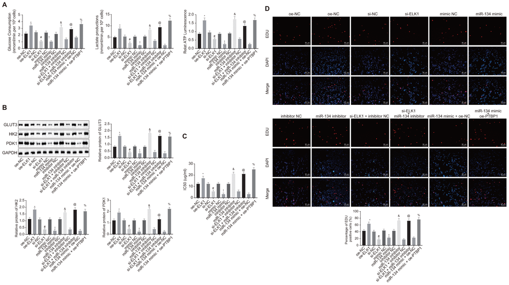 ELK1 facilitates chemoresistance of osteosarcoma cells to DXR by increasing enhancing aerobic glycolysis through miR-134/PTBP1 axis. DXR-resistant cells (U2OS/DXR) were treated with expression vector containing PTBP1 gene or siRNA targeting ELK1 gene and/or exogenous miR-134 mimic or miR-134 inhibitor. (A) The consumption of glucose and lactic acid and the ratio of ATP production in U2OS/DXR cells. (B) Protein levels of GLUT3, HK2, and PDK1 in U2OS/DXR cells. (C) IC50 in U2OS/DXR cells detected using CCK8 assay. (D) Cell viability in U2OS/DXR cells detected using EdU assay. Values obtained from three independent experiments in triplicate are analyzed by unpaired t test. *p 