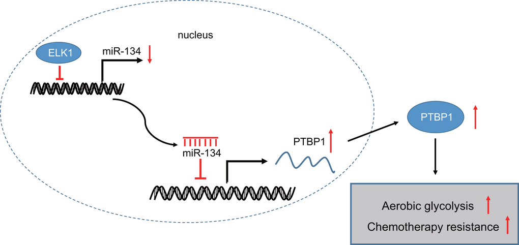 The mechanism graph of transcription factor ELK1 in chemoresistance in osteosarcoma. ELK1 promotes aerobic glycolysis by inhibiting miR-134 and upregulating PTBP1 expression, thus enhancing chemotherapeutic resistance in osteosarcoma.