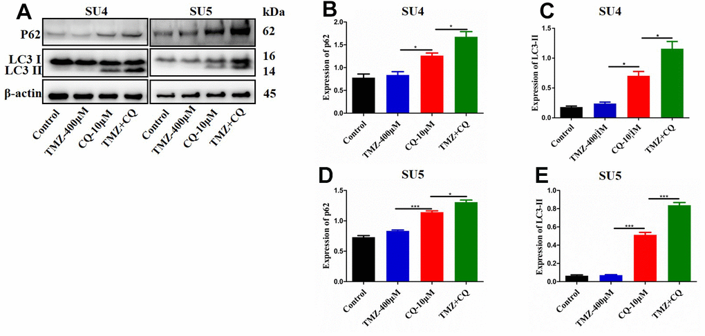 Detection of autophagy level of GSCs treated with TMZ, CQ, or both. SU4 and SU5 cells were exposed to TMZ (400 μM), CQ (10 μM), or both, respectively for 48 h. Then p62 and LC3 II expression levels were analyzed by Western blotting (A). Statistical analysis of p62 and LC3 II expression in SU4 and SU5 cells (B–E). *p p