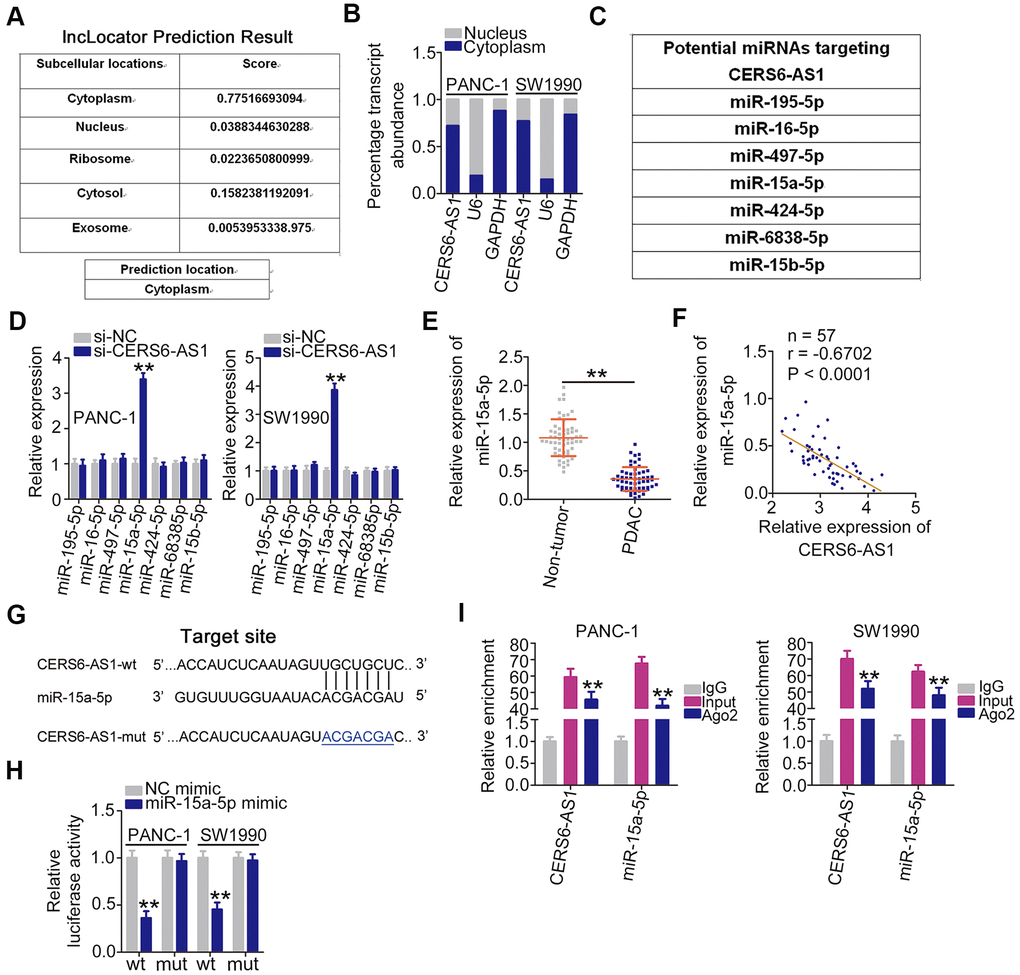 CERS6-AS1 sequesters miR-15a-5p in PDAC cells. (A) The location of CERS6-AS1 predicted by lncLocator. (B) CERS6-AS1 distribution in the cytoplasmic and nuclear fractions of PANC-1 and SW1990 cells. (C) The potential miRNAs of CERS6-AS1 predicted by StarBase 2.0. (D) Relative miRNA expression was detected in PANC-1 and SW1990 cells after CERS6-AS1 knockdown. (E) miR-15a-5p expression in paired PDAC tissues and adjacent non-tumor tissues was detected by RT-qPCR. (F) The correlation between miR-15a-5p and CERS6-AS1 expression in PDAC tissues was examined by Pearson’s correlation coefficient analysis. (G) The wild-type and mutant miR-15a-5p binding sites in CERS6-AS1. (H) PANC-1 and SW1990 cells were transfected with CERS6-AS1-wt or CERS6-AS1-mut reporter vectors and miR-15a-5p mimic or NC mimic, and a luciferase reporter assay was conducted to measure the luciferase activity. (I) PANC-1 and SW1990 cells were incubated with Ago2 or IgG, and then immunoprecipitated RNA was analyzed by RT-qPCR to evaluate miR-15a-5p and CERS6-AS1 enrichment. **P 