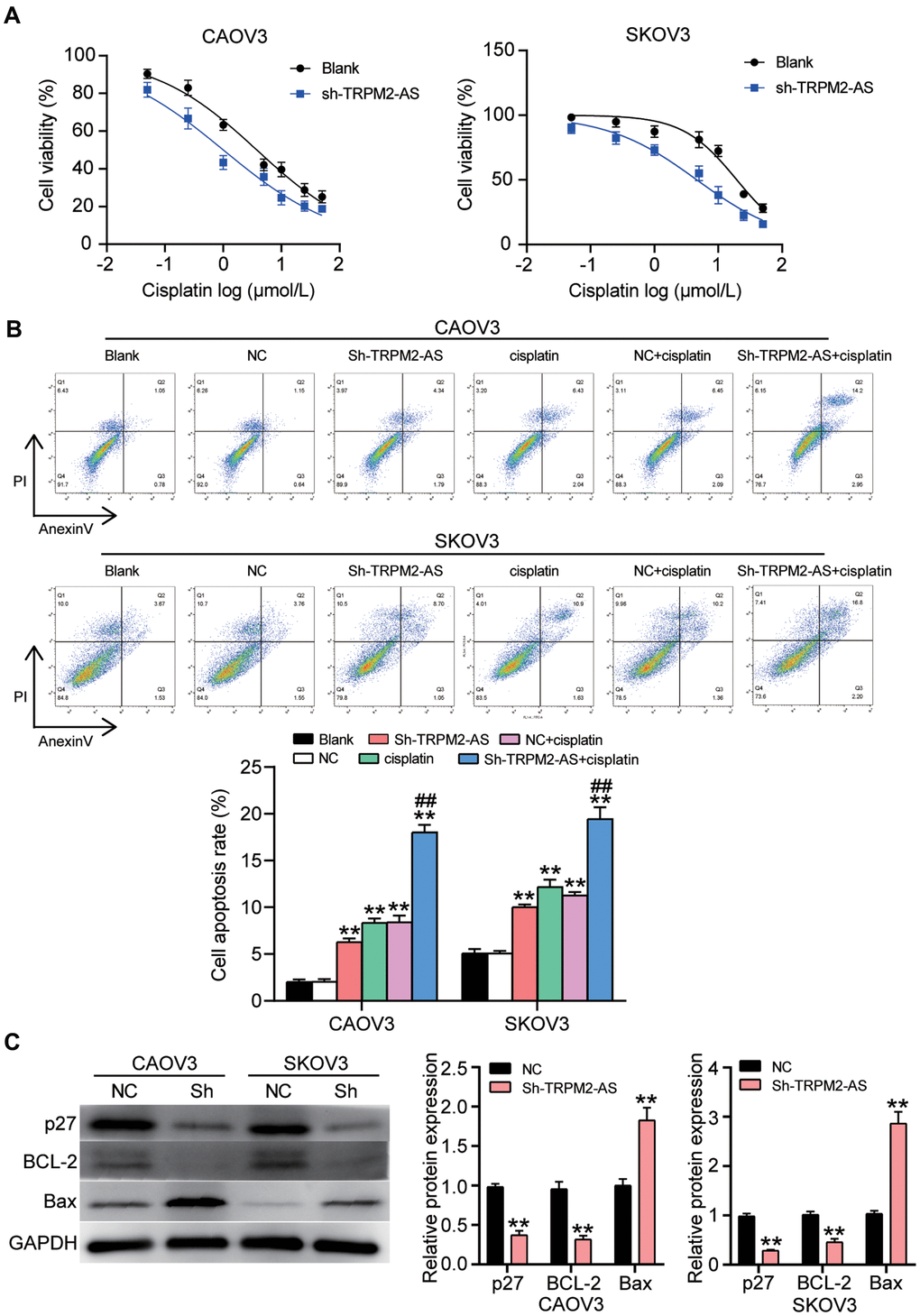 The cell apoptosis could be enhanced by the combination of cisplatin and sh-TRPM2-AS in OvC cells. (A) Cisplatin at corresponding IC50 concentrations inhibited 50% cell viability in CAOV3 and SKOV3 cells transfected with sh-TRPM2-AS. NC, negative control. (B) The combination of cisplatin and sh-TRPM2-AS significantly enhanced cell apoptosis in CAOV3 and SKOV3 cells. Blank, blank control. NC, negative control. **P##PC) The OvC cells treated with cisplatin at corresponding IC50 concentrations and the transfection of sh-TRPM2-AS inhibited the protein expression of p27 and BCL-2, and promoted the protein expression of Bax. p27, BCL-2 and Bax were the cell apoptosis-associated proteins. NC, negative control. *PP