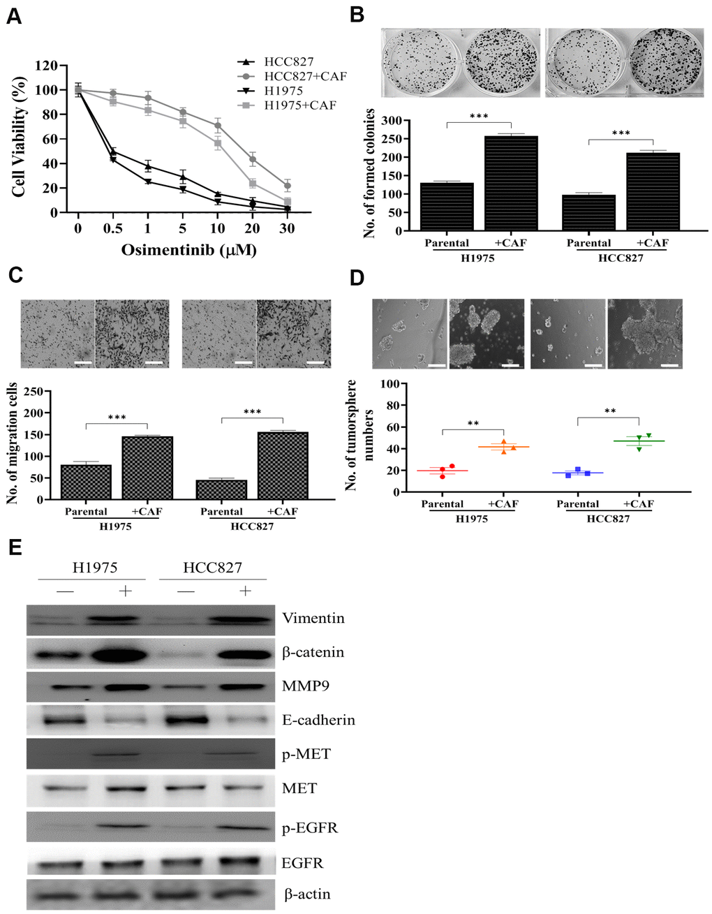 Osimertinib resistant clinical samples of CAF increased oncogenic properties in NSCLC cells. (A) Cell viability assay showed that CAF-coculture led to an increased osimertinib in both H1975 and HCC827 cells as compared to their parental counterparts. In the presence of CAFs, both H1975 and HCC827 cells exhibited a significantly enhanced ability to form colonies (B) migrate (C) and generate tumor spheres (D). (E) Western blots analysis of CAF-cocultured H1975 and HCC827 cells indicated a prominently increased activity of EGFR, MET, elevated expression of EMT markers, vimentin and MMP9, stemness marker, β-catenin.