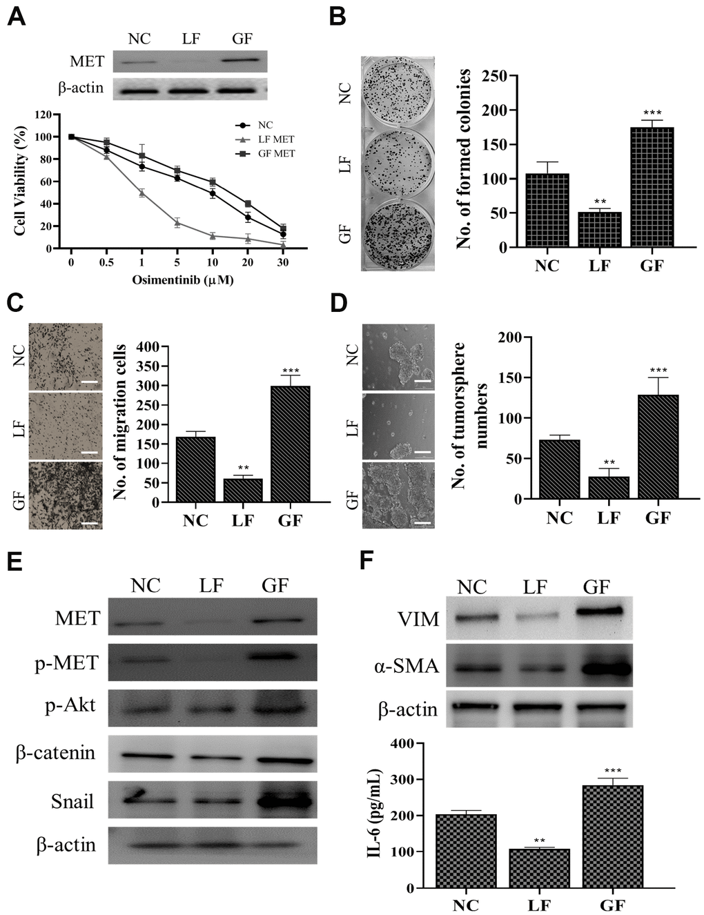 MET expression is positively correlated with osimertinib resistance in NSCLC cells. (A) MET silencing (loss of function, LF) reduced osimertinib resistance in clinical NSCLC cells (osimertinib resistant cells, OR) and overexpression of MET (gain of function, GF) increased osimertinib resistance. The insert shows the MET expression in LF and GF in the OR cells. NC, normal control (vector control). LF MET reduced colony formation (B) migration (C) and tumor sphere generation (D) in OR cells. (E) Comparative western blots of MET LF and GF OR cells. MET-silenced OR cells revealed a clear reduction in the expression of MET, phosphorylated forms of MET and Akt (p-MET and p-Akt respectively), β-catenin, and Snail while the opposite was observed in the MET overexpressing (GF) counterparts. (F) CAF co-cultured with MET LF OR cells secreted a significantly lower IL-6 into the culture medium as compared to MET GF OR cells. **P