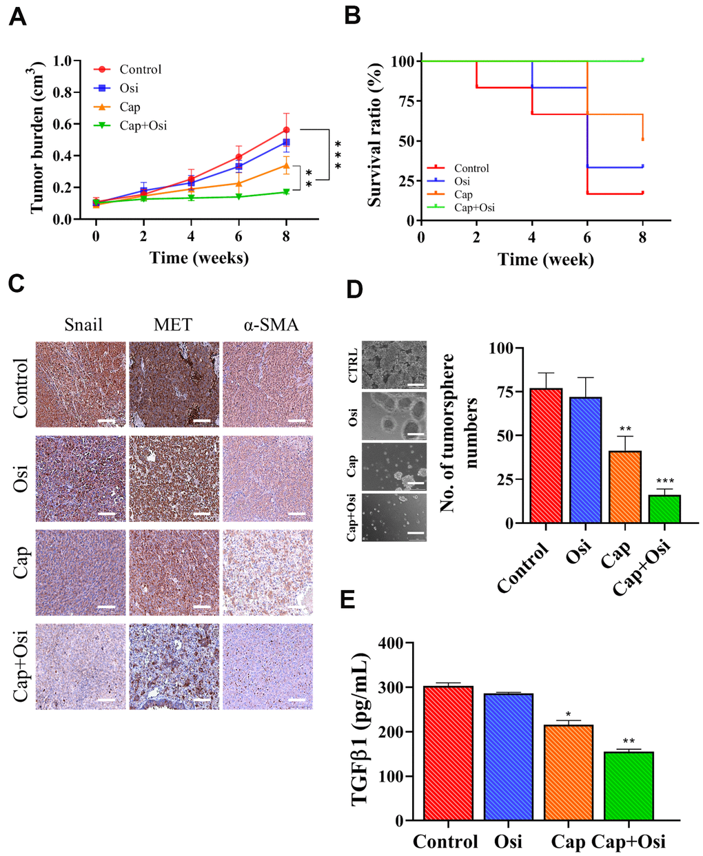 Combination treatment of capmatinib and osimertinib overcame osimertinib resistance and improved survival in PDX mouse model. (A) Tumor burden over time curve shows that the combination treatment (Cap+Osi) group with the lowest tumor burden followed by capmatinib only (cap) group while no difference between the control and osimertinib (osi) only groups. (B) Survival ratio versus time curve indicates that the best survival rate in the following order, combination treatment (cap+osi), capmatinib (cap) only, and lowest in both control and osimertinib (osi) only groups. (C) Immunohistochemical analysis of tumor samples. The lowest staining intensity of Snail MET and α-SMA was found in the combination group followed by the capmatinib only samples while the immunostaining of all three markers were highest in the control and osimertinib only tumor sections. (D) Comparative tumor formation assay shows that the lowest number of tumor spheres were formed in the samples which received the combination treatment followed by capmatinib only. Tumor samples from control and osimertinib only groups showed similar tumor forming ability. (E) ELISA assay of secreted TGFβ1 secretion by the tumor samples with different treatment regimens. The lowest amount of TGFβ1 secreted into the medium was observed in the tumor samples received combination treatment. **P