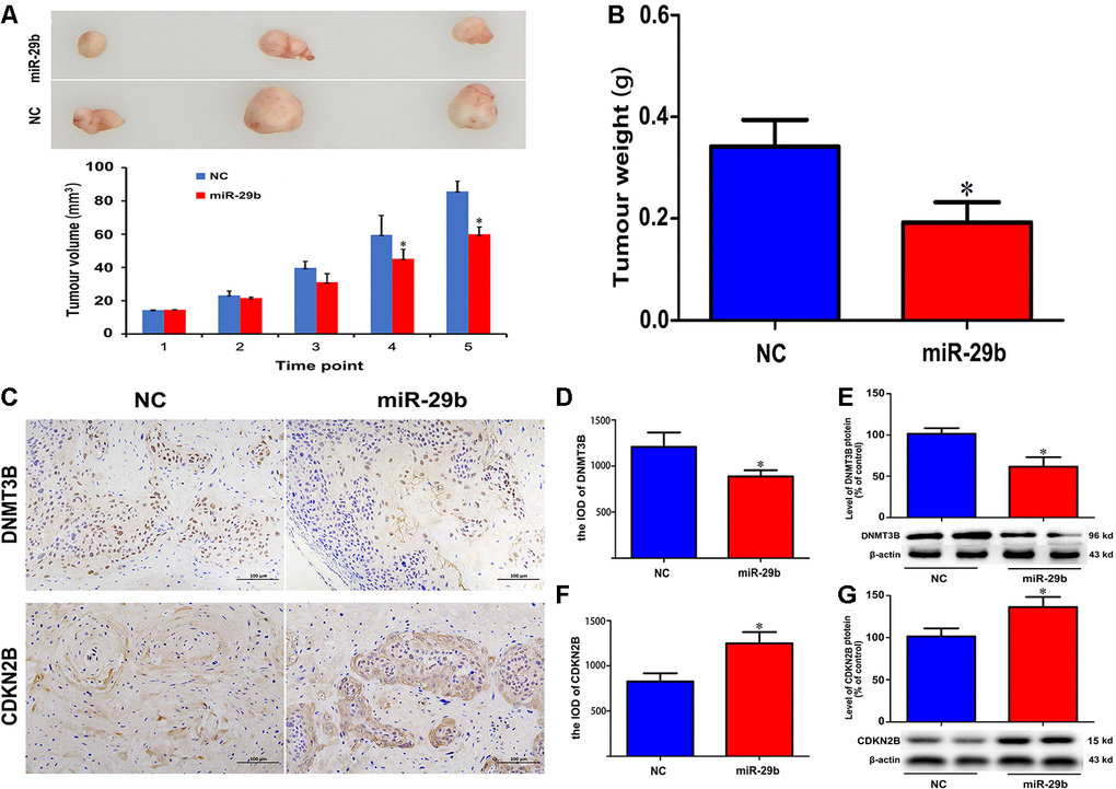 miR-29b overexpression inhibits cholangiocarcinoma tumorigenesis in vivo. (A) Representative images of subcutaneous tumors excised from nude mice (day 63 post-inoculation) and tumor volume curve. Measurements began on day 15 post-implantation and were repeated every 7 days until sacrifice. (B) Tumor weight at sacrifice. (C) Representative images of immunohistochemical analysis of DNMT3B and CDKN2B expression in excised tumors. (D–G) Corresponding semiquantitative expression analyses of DNMT3B and CDKN2B. DNMT3B mRNA (D) and protein (E) levels. CDKN2B mRNA (F) and protein (G) levels. Scale bars = 100 μm. The values presented are means ± SD. *P