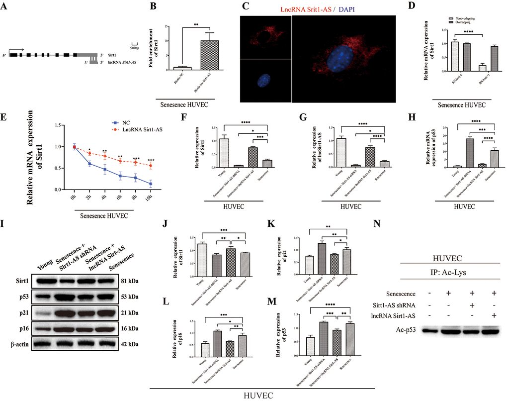 Sirt1 is a target of lncRNA Sirt1-AS. (A)Structure of human Sirt1 gene and location of lncRNA Sirt1-AS. (B) RNA-RNA pull-down assay. (C) Fish assay was performed to observe the location of LncRNA Sirt1-AS in senescence HUVECS. (D) ribonuclease protection assay was performed to detect the duplex formation of lncRNA Sirt1-AS and Sirt1. (E) Actinomycin D assay was used to detect the stability of Sirt1 mRNA. (F) Relative expression of Sirt1. (G) Relative mRNA expression of lncRNA Sirt1-AS. (H) Relative mRNA expression of p53. (I–M) Relative protein expression of Sirt1, p16, p53 and p21. (N) p53 acetylation was detected. Error bars represent SD.*, p