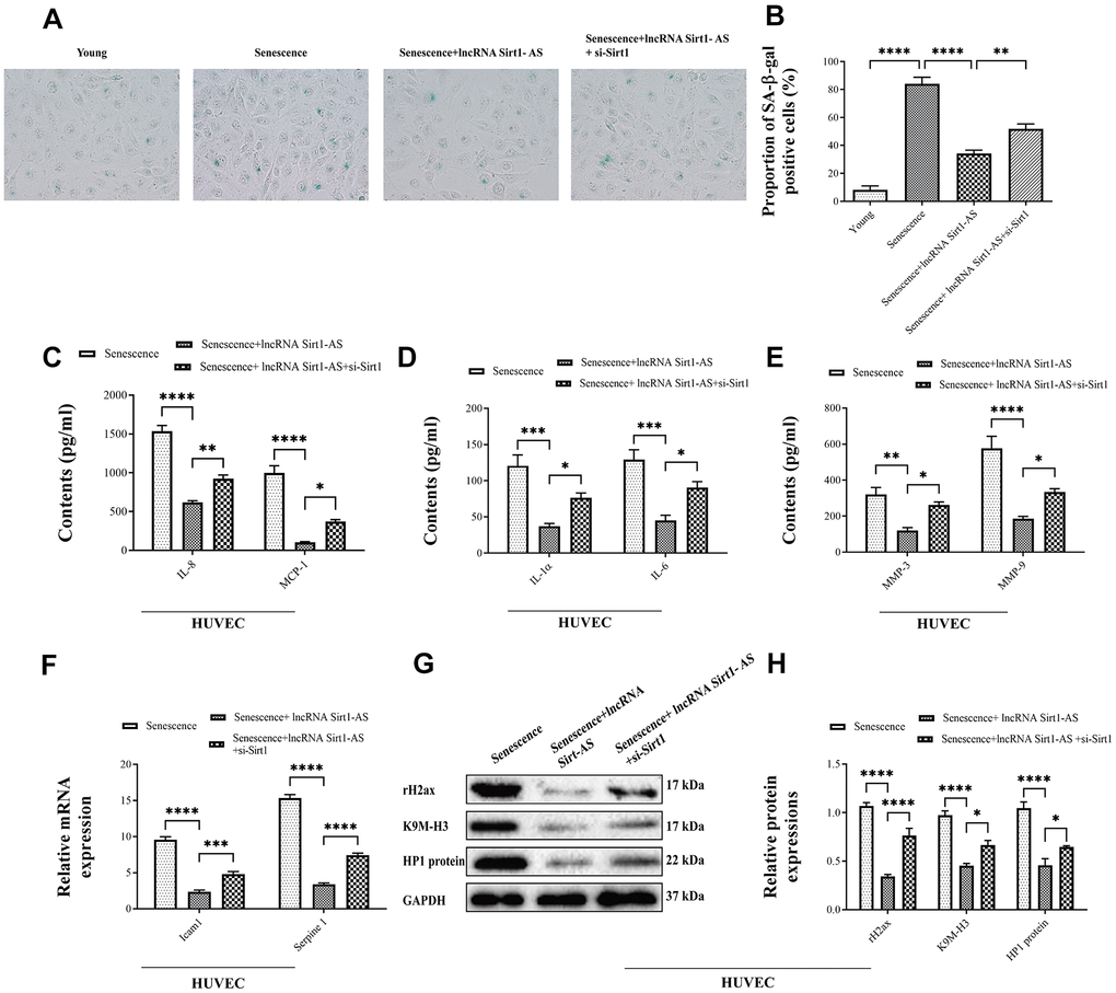 Effects of lncRNA Sirt1-AS overexpression on HUVECs senescence. (A, B) The proportion of SA-β-Gal positive cells. (C–E) The contents of IL-8, MCP-1, IL-1α, IL-6, MMP-3 and MMP-9 after the transfection of lncRNA Sirt1-AS and treatment of Sirt1 inhibitor. (F) mRNA expression of senescence associated genes Icam1 and Serpine1. (G, H) The expression of senescence-associated markers rH2, K9M-H3, and HP1. Error bars represent SD. *, p