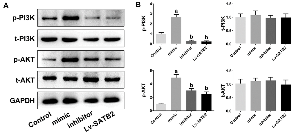 PI3K/AKT pathway is involved in the osteoporosis mediated by miR-483-5p-SATB2 axis. PI3K/AKT pathway is involved in the osteoporosis mediated by miR-483-5p-SATB2 axis. (A) Western blotting results of PI3K and AKT in MC3T3-E1 cells. (B) Quantitative analysis of the optical density in (A). Data were presented as mean ± SD. a p 