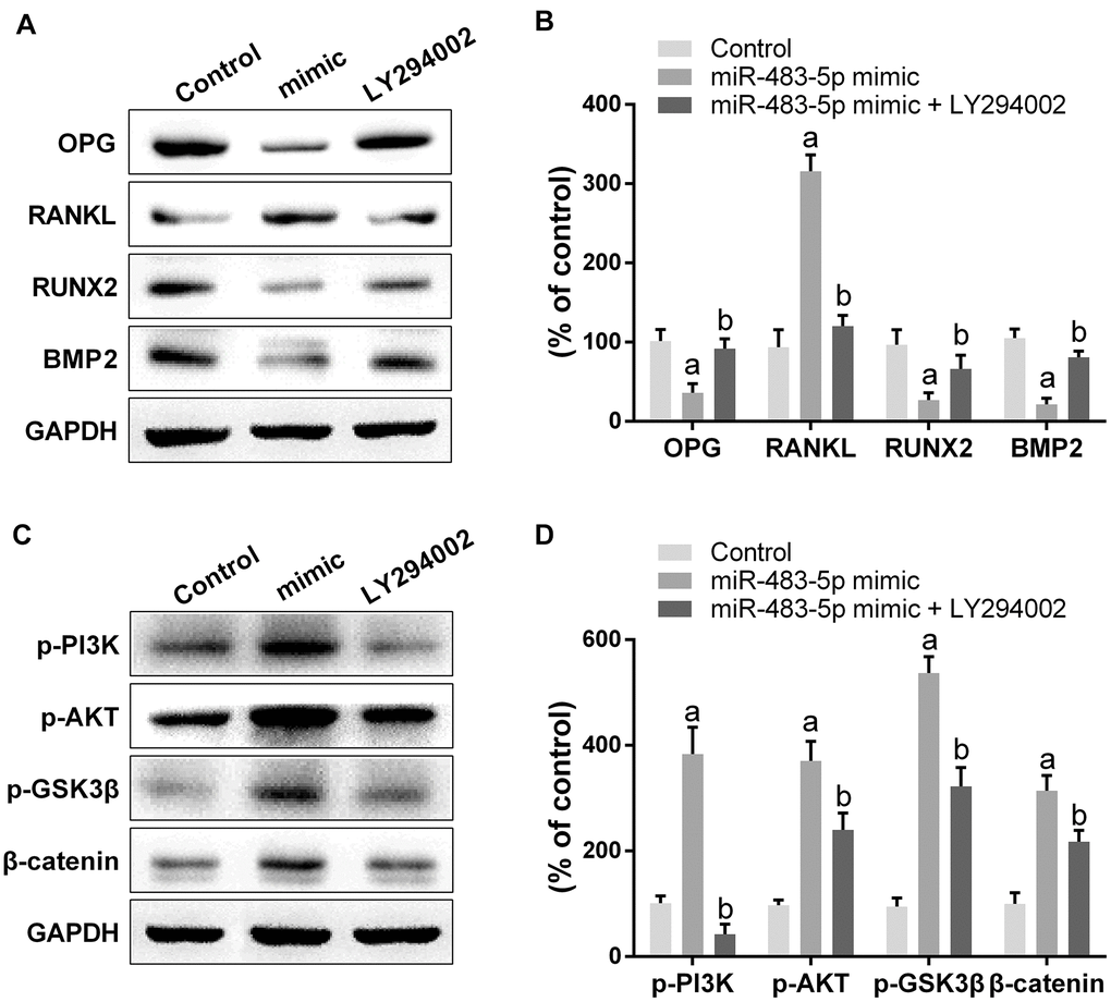 Inhibition of PI3K/AKT pathway reversed the effect of miR-483-5p on osteoporosis. (A) Western blotting results of the indicators of osteogenic differentiation in MC3T3-E1 cells. (B) Quantitative analysis of the optical density in (A). (C) Western blotting results of PI3K/AKT and GSK3β/β-catenin pathway in MC3T3-E1 cells. (D) Quantitative analysis of the optical density in (C). Data were presented as mean ± SD. a p b p 