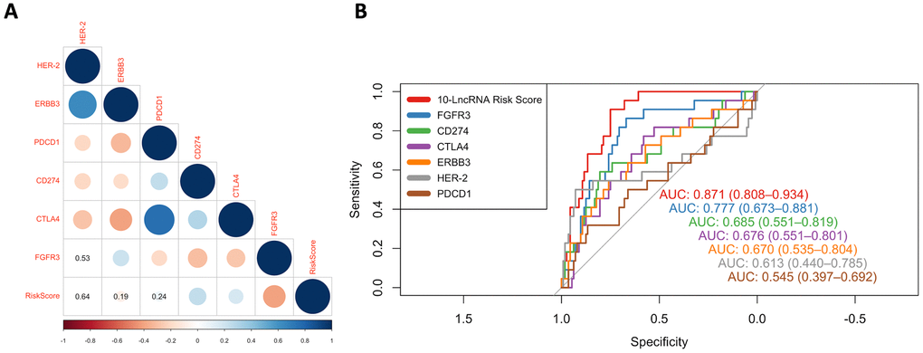 ROC curves and correlation analysis of different prognostic signatures. (A) Correlation analyses among known immune checkpoints, potential therapeutic targets and the risk score. The circle size represents the P value, and the colour represents the correlation coefficient. Blue indicates a positive correlation, and red indicates a negative correlation. (B) ROC curves show the sensitivity and specificity of our 10-lncRNA signature and other known biomarkers in predicting the DSS of patients from GSE32894.