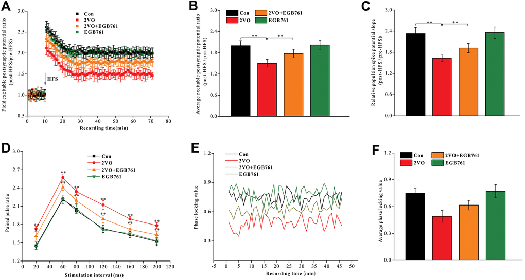 EGB761 could improve LTP impairment, synaptic transmission dysfunction and the synchronization of neural circuit signals between the entorhinal cortex and CA1 of hippocampus after CCH. After finishing behavior tests, the stimulating and recording electrodes were implanted in entorhinal cortex and CA1 of hippocampus. The rats received the HFS in entorhinal cortex and the excitable postsynaptic potentials during pre-HFS and post-HFS were recording and analyzed (A, B). The average population spikes potential were recorded and the potential slopes were counted (C). The paired pulse potential (20ms, 60ms, 80ms, 120ms, 160, 200ms time interval) were recorded (D). The electrical signals in cortex and CA1 of hippocampus were recorded and phase locking values were calculated (E) and analyzed (F).