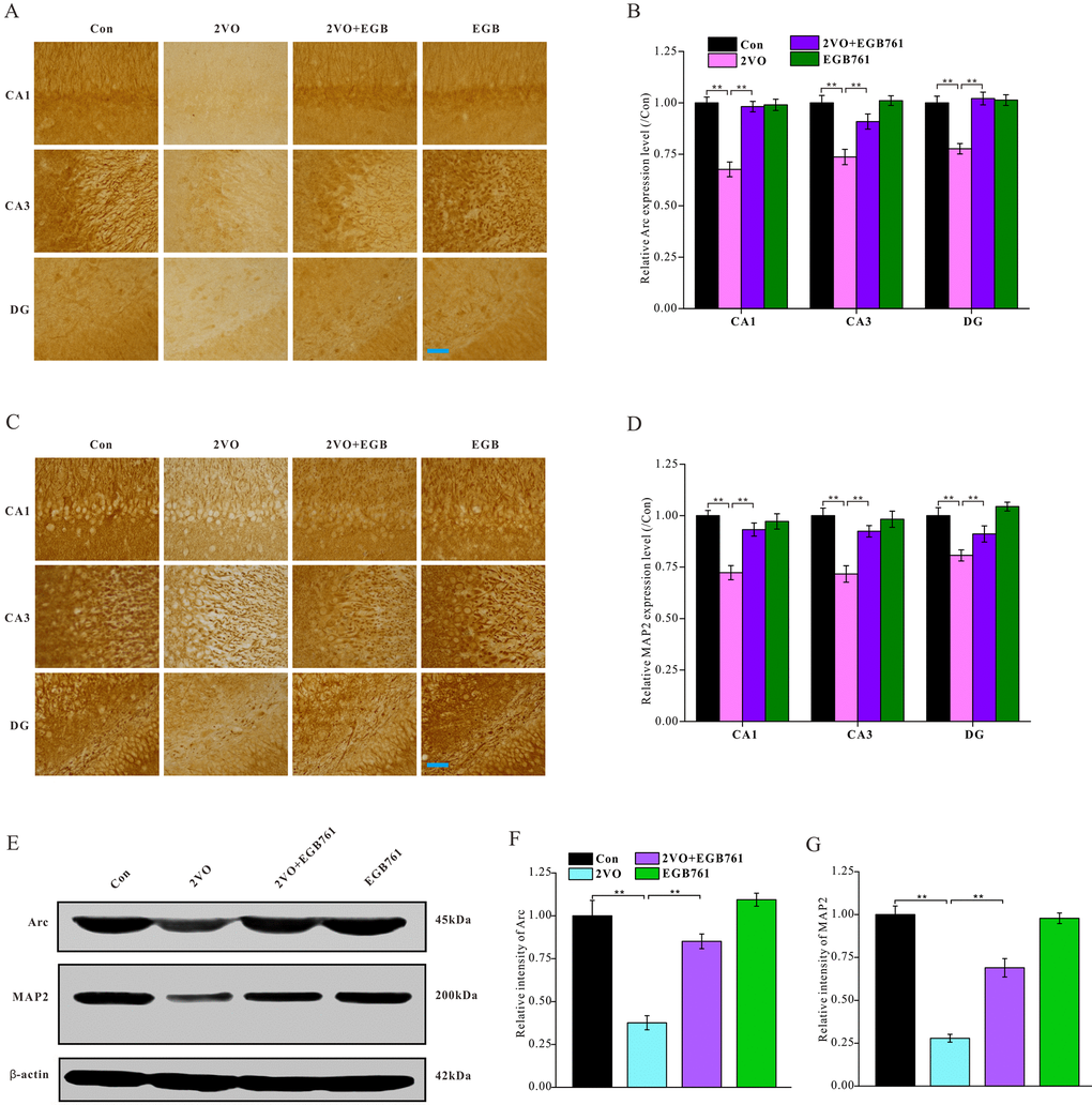 EGB761 could relieve the inhibition of neural activity and the structural degeneration of neurons after CCH. The brain sections were developed by Arc (A) and MAP2 (C) antibody to evaluate the neural activity and the structural degeneration. The Arc and MAP2 particles were observed and analyzed in subregions of hippocampus (B, D) (n=3 for 4 group). The hippocampus homogenate was relatively quantitatively assayed by Western blotting with Arc and MAP2 antibody (E, F, G). (Con: n=4; 2VO: n=5; 2VO+EGB761: n=6; EGB761: n=5).