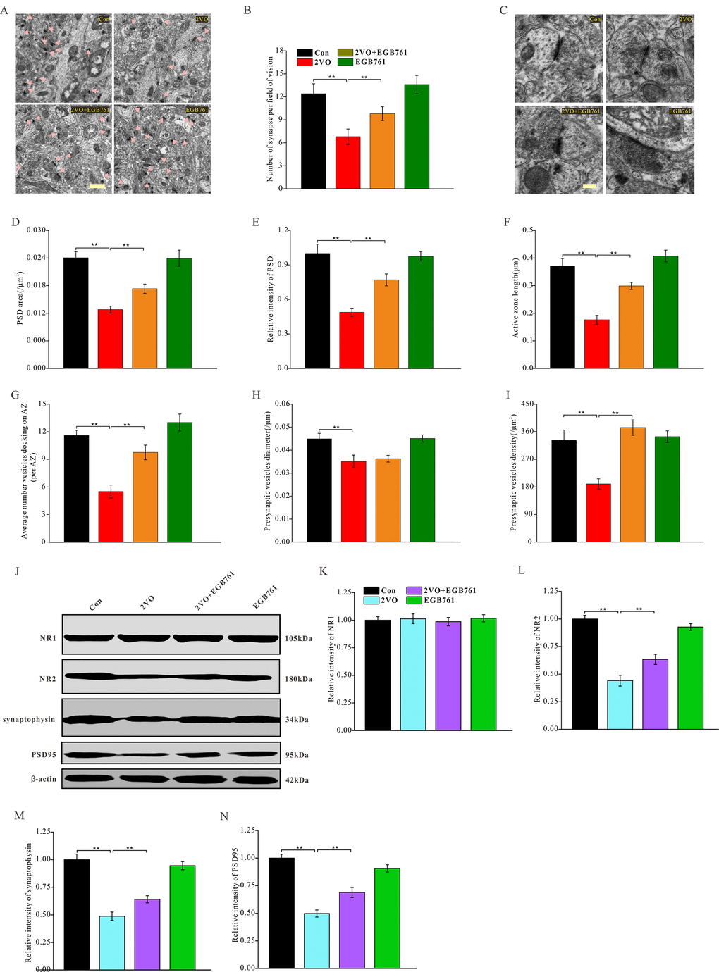 EGB761 could increase synapse density, improve degeneration of synapse structure and prevent downregulation of synaptic proteins after CCH. The hippocampi tissues were made into ultramicrotomed sections with negative staining. The synapse was observed (A) (Bar scale= 1μm) and synapse density per vision fiend was counted (B). The structure of synapse was observed (C) (Bar scale= 250nm) and PSD area (D), relative PSD density (E), active zone length (F), average number of vesicles docking on AZ (G), presynaptic vesicles diameter (H), and presynaptic vesicle density (I) (n=3 for 4 group). NR1, NR2, synaptophysin, PSD95, and β-actin of the brain homogenates were examined by proteins blot and assayed (J–N).