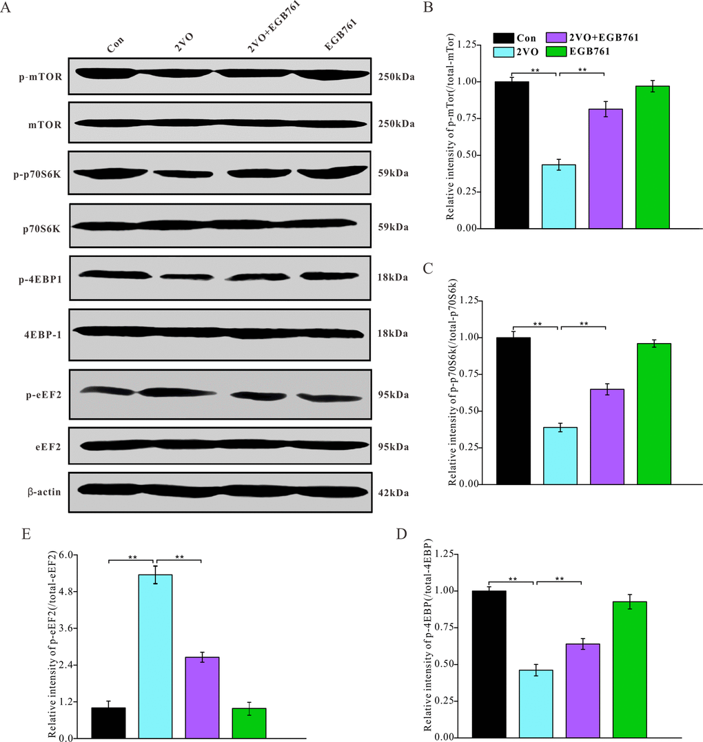 EGB761 could improve inhibition of mTor signaling pathway after CCH. p-mTor, t-mTor, p-p70S6K, p70S6K, p-4EBP1, 4EBP1, p-eEF2, eEF2, and β-actin in brain homogenates were assayed by Western blotting (A–E) (Con: n=4; 2VO: n=5; 2VO+EGB761: n=6; EGB761: n=5).