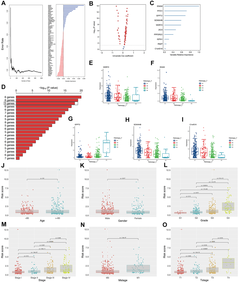 Construction of the prognosis model based on the T classification related genes. (A) Error rate for the data as a function of the classification tree and out-of-bag importance values all the predictors; (B) Volcano plot displayed the genes of the univariate Cox regression analysis; (C) Random survival forest analysis screened 10 genes; (D) After Kaplan–Meier analysis of 2 –1 = 1,023 combinations, the top 20 signatures were sorted according to the p value of KM. And the signature included five genes that were screened out, for it had a relative big −log10 p value and a small number of genes; (E) The association between WDR72 expression with T classification; (F) The association between ENAM expression with T classification; (G) The association between GFPT2 expression with T classification; (H) The association between SOWAHB expression with T classification; (I) The association between C1orf210 expression with T classification; (J) The correlation between risk scores and age; (K) The correlation between risk scores and gender; (L) The correlation between risk scores and grade; (M) The correlation between risk scores and stage; (N) The correlation between risk scores and Mstage; (O) The correlation between risk scores and Tstage.