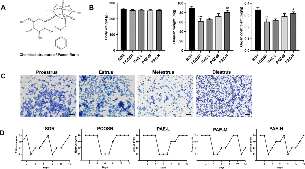 Influence of PAE on body weight, ovary weight, organ coefficient and estrous cycle in PCOS rats (n=10 for each group). (A) The chemical structure of PAE. (B) Influence of PAE on body weight, ovary weight and organ coefficient in PCOS rats (mean ± SEM, n=10 for each group). *P P P P PPC) Different periods of estrous cycle (toluidine blue staining; Scale bars = 200 μm): Proestrus, Estrus, Metestrus and Diestrus. (D) Representative pictures of estrous cycle in five different groups; P, Proestrus; E, Estrus; M, Metestrus; D, Diestrus. PCOS, polycystic ovarian syndrome; SDR, normal control group; PCOSR, PCOS model group; PAE-L, PAE low-dose group (20 mg/kg/d); PAE-M, PAE middle-dose group (40 mg/kg/d); PAE-H, PAE high-dose group (80 mg/kg/d).