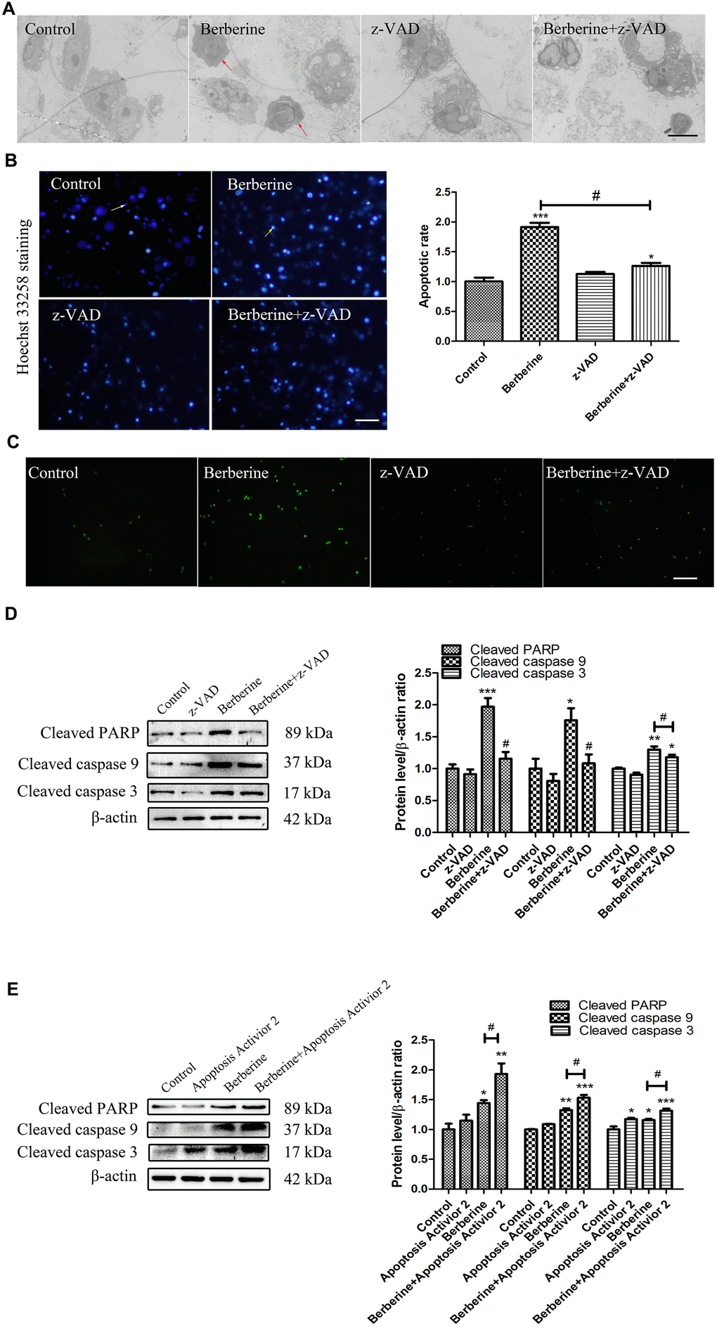 Berberine induces apoptosis in peritoneal macrophages. (A) Ultrastructural changes in untreated (control), z-VAD only, and berberine (100 μmol/L)-treated with or without z-VAD peritoneal macrophages observed by TEM at 10 h. Scale bar, 2 μm. Red arrows indicate that the cells showed typical apoptotic morphological changes, including the disappearance of cell microvilli, nuclear chromatin condensation on the nuclear envelope, and significant mitochondrial swelling with disappearing crista. (B) Apoptosis of peritoneal macrophages detected by Hoechst 33258 assay. Normal cells are indicated by uniform blue fluorescence (white arrow). Apoptotic cells appear as bright blue, fluorescent spots (yellow arrow, 0.1 mm). The percentage of apoptotic peritoneal macrophages ratio is shown. Scale bar, 500 μm (100 μmol/L berberine, 10 h incubation). Data was analyzed by one-way ANOVA with Tukey HSD post-hoc test (vs. Control group). Analysis of variance and Student-Newman-Keuls post hoc tests were used to compare two group (vs. berberine group). (C) Peritoneal macrophages in control, z-VAD only, and berberine-treated with or without z-VAD groups incubated with TUNEL reagent for 30 min. Scale bar, 500 μm (100 μmol/L berberine, 10 h incubation). (D) The effect of z-VAD on the protein content of cleaved PARP, cleaved caspase 9, and cleaved caspase 3 at 10 h after treatment with 100 μmol/L berberine. Quantification of proteins is shown. Data was analyzed by one-way ANOVA with Tukey HSD post-hoc test (vs. Control group). Analysis of variance and Student-Newman-Keuls post hoc tests were used to compare two group (vs. berberine group). (E) The effect of apoptosis activator 2 on the expression of cleaved PARP, cleaved caspase 9, and cleaved caspase 3 at 10 h after treatment with 100 μmol/L berberine. Quantification of proteins is shown. Data was analyzed by one-way ANOVA with Tukey HSD post-hoc test (vs. Control group). Analysis of variance and Student-Newman-Keuls post hoc tests were used to compare two group (vs. berberine group). All values are expressed as mean ± SD (error bars) of three independent experiments. n = 3; *p **p ***p #p 