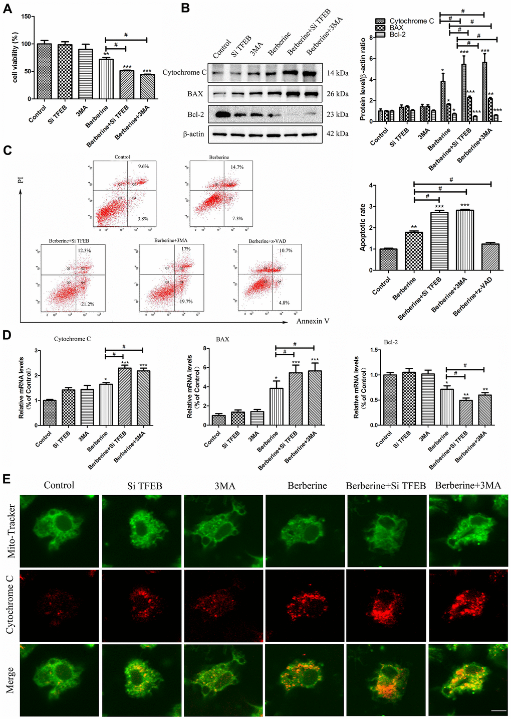 TFEB nuclear translocation and autophagy induced by berberine inhibit apoptosis. (A) CCK-8 assay was used to detect cell viability after different treatments (100 μmol/L berberine, 10 h incubation). Data was analyzed by one-way ANOVA with Tukey HSD post-hoc test (vs. Control group). Analysis of variance and Student-Newman-Keuls post hoc tests were used to compare two group (vs. berberine group). (B) The expression of apoptosis-related proteins BAX, Bcl-2, and cytochrome C was detected by western blotting following different treatments (100 μmol/L berberine, 10 h incubation). Data was analyzed by one-way ANOVA with Tukey HSD post-hoc test (vs. Control group). Analysis of variance and Student-Newman-Keuls post hoc tests were used to compare two group (vs. berberine group). (C) Changes in the number of apoptotic peritoneal macrophages were detected by flow cytometry (100 μmol/L berberine, 10 h incubation). Data was analyzed by one-way ANOVA with Tukey HSD post-hoc test (vs. Control group). Analysis of variance and Student-Newman-Keuls post hoc tests were used to compare two group (vs. berberine group). (D) The mRNA expression of apoptosis-related genes BAX, Bcl-2, and cytochrome C was detected by qRT-PCR after different treatments (100 μmol/L berberine, 10 h incubation). Data was analyzed by one-way ANOVA with Tukey HSD post-hoc test (vs. Control group). Analysis of variance and Student-Newman-Keuls post hoc tests were used to compare two group (vs. berberine group). (E) Changes in the level of released cytochrome C in peritoneal macrophages were detected using MitoTracker Green and anti-cytochrome C immunofluorescence staining. Scale bar, 20 μm (100 μmol/L berberine, 10 h incubation). All values are expressed as mean ± SD (error bars) of three independent experiments. n = 3; *p **p ***p #p 