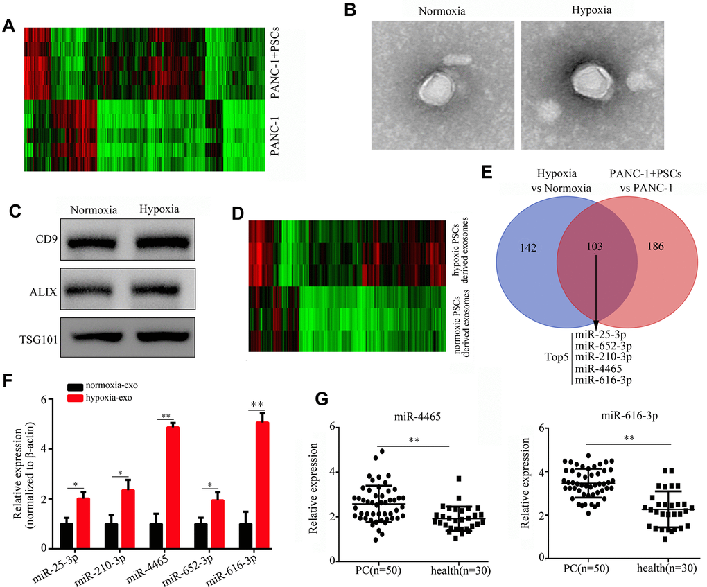 Hypoxia upregulates PSC-derived exosomal miR-4465 and miR-616-3p. (A) Heatmap displaying differential expression of plasma exosomal miRNAs between mice implanted with PANC-1 cells alone or combined with PSCs. (B) TEM images illustrating the morphology of exosomes secreted by hypoxic and normoxic PSCs. (C) Western blot detection of exosomal markers in exosomes secreted by hypoxic and normoxic PSCs. (D) Heatmap depicting differential expression of exosomal miRNAs in hypoxic vs normoxic PSCs. (E) Venn diagram showing the overlap between differentially expressed exosomal miRNAs among in vivo and in vitro conditions. (F) RT-qPCR analysis of miR-25-3p, miR-210-3p, miR-4465, miR-652-3p, and miR-616-3p expression in exosomes produced by hypoxic and normoxic PSCs. (G) RT-qPCR analysis of miR-4465 and miR-616-3p expression in plasma exosomes from PC patients (n=50) and healthy controls (n=30). *P