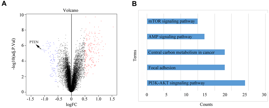 Differential protein expression and KEGG pathway analysis. (A) PANC-1 cells were treated with normoxic or hypoxic PSC-derived exosomes prior to iTRAQ-based analysis of protein profiles. (B) KEGG analysis results showing the top-5 pathways enriched in the differentially expressed proteins identified in PANC-1 cells treated with hypoxic PSC-derived exosomes.