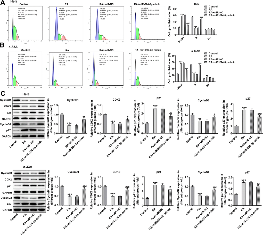 Overexpression of miR-224-3p attenuates the cell cycle arrest of CC cells induced by RA. Flow cytometry was used for the detection of cell cycle in (A) Hela and (B) c-33A cells treated with RA. (C) Western blot analysis was used to detect the expression of cell cycle-related proteins in both Hela and c-33A cells. *P*P#P#P#P