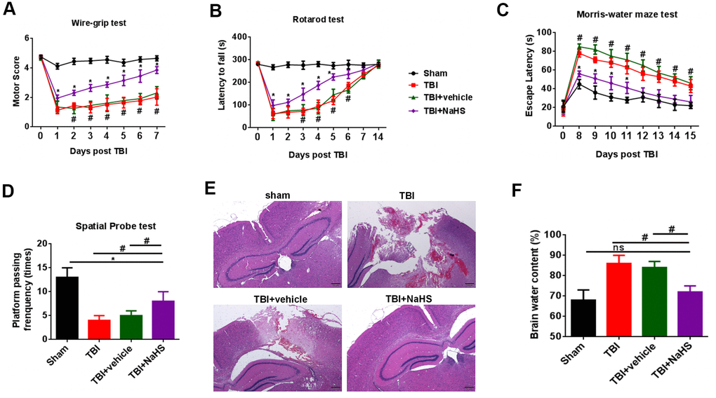 H2S alleviated TBI-induced motor and spatial memory deficits and brain edema. (A) A wire-grip test was performed to analyze the motor function at 0 to 7d after TBI (n = 5). (B) A Rota-rod test was performed to analyze the motor function at 0 to 7d and 14d after TBI (n = 5). (C) A Morris water maze test was performed to test spatial memory ability on days 8 to 15 (n = 5). (D) A spatial probe test was performed to test spatial memory ability on days 16 (n = 5). (E) The pathological changes was analyzed by H&E staining. (F) The brain water content was measured at 24 h after TBI (n = 5). #P