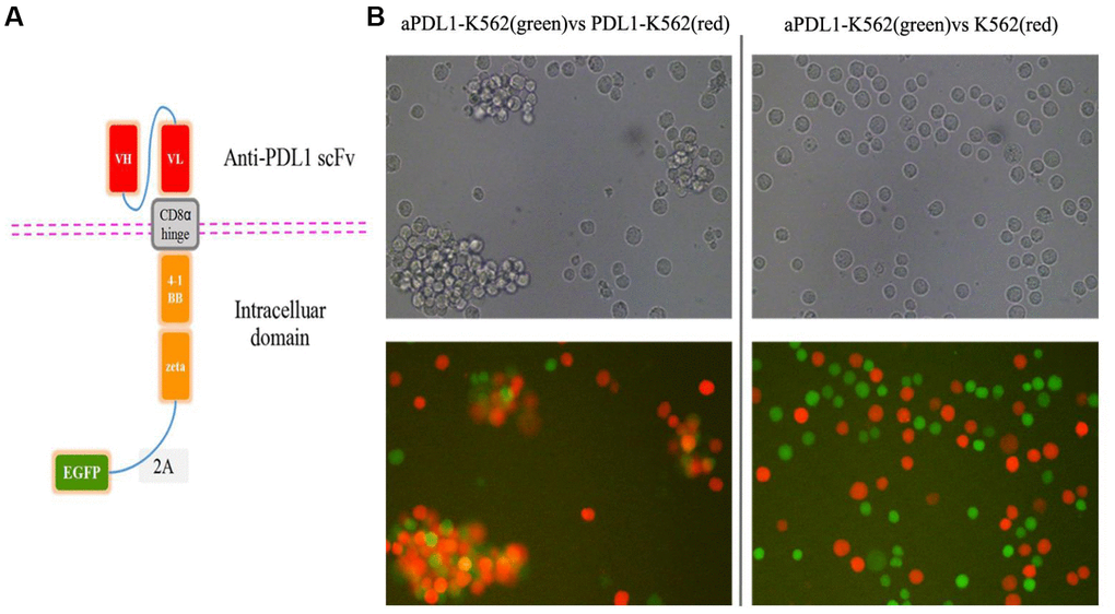 Design and in vitro cell testing of the aPDL1-CAR construct. (A) Structure of the aPDL1-CAR vector. The extracellular binding region consists of an anti-PDL1 scFv, the hinge and transmembrane domains correspond to CD8α, and the intracellular portion contains the signaling domains of 4-1BB and CD3ζ. The EGFP gene is linked by a 2A peptide sequence. (B) Transmitted light and fluorescence microscopy images of aPDL1-K562 cells in co-culture with PDL1-K562 cells or K562 cells for 4 h (200×). Green labeling corresponds to aPDL1-K562 cells, and red labeling indicates PDL1-K562 and K562 cells.