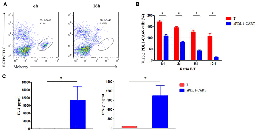 Cytotoxicity and cytokine secretion analyses on aPDL1-CART cells in vitro. (A) The cytotoxic activity of effectors was evaluated by flow cytometry based on distinct labeling of target cells (mCherry+) and aPDL1-CART cells (EGFP+) following co-culture with PDL1-CA46 cells. (B) Cytotoxic effects of control T cells (red) and aPDL1-CART cells (blue) against PDL1-CA46 cells at different E:T ratios. * P C) ELISA measurements of IL-2 and IFN-γ secretion in control T cells (red) and aPDL1-CART cells (blue). * P 