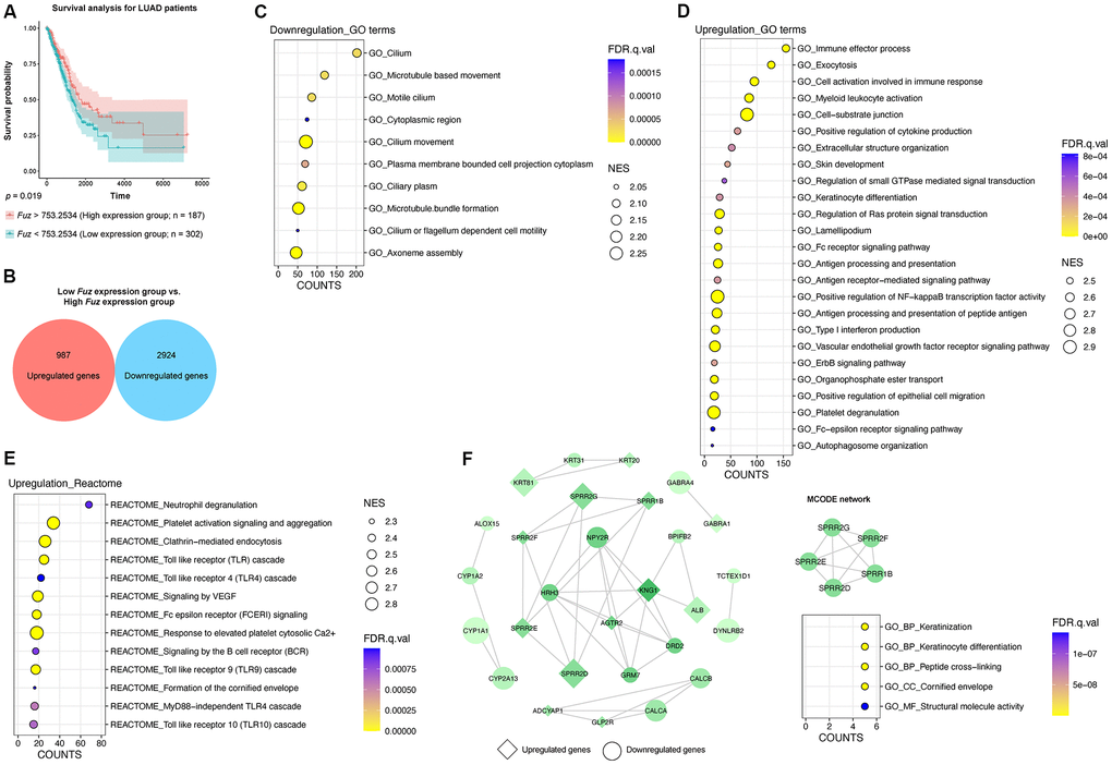 The gene set enrichment and PPI analyses of dysregulated genes from LUAD tumor samples with low Fuz expression. (A) The LUAD primary tumor tissues were divided into high Fuz expression and low Fuz expression groups based on the patient survival probabilities. (B) The number of upregulated and downregulated genes were calculated from LUAD primary tumor tissues with low Fuz expression. (C, D) The GO enrichment analysis demonstrated downregulated (C) and upregulated (D) genes-associated gene ontology terms in low Fuz expression group. (E) The Reactome pathway enrichment analysis demonstrated the upregulated Reactome pathways in low Fuz expression group. (F) Protein-protein interaction analysis showed the interaction between upregulated genes (in diamond shape) and downregulated genes (in circular shape) from low Fuz expression group. The increasing degree of nodes was indicated by continuous color (light green-dark green). The size of nodes represents fold changes of gene expression. The densely connected network was isolated using MCODE function from Cytoscape. Genes from MCODE component were annotated for GO terms with DAVID v6.8.