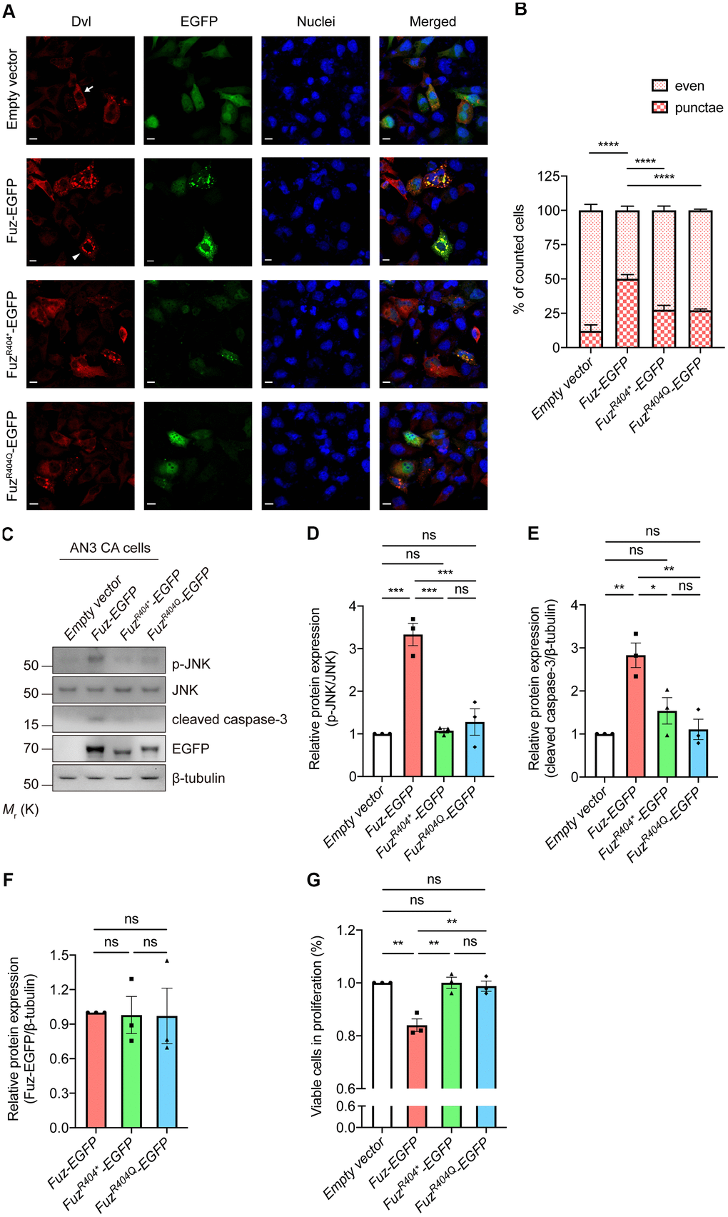 Overexpression of mutant Fuz proteins did not lead to the activation of cell apoptotic pathway. (A) When solely expressed in HEK293 cells, Dvl protein (red) showed two distinct staining patterns, which consist evenly distributed Dvl (arrow) and punctate Dvl (arrowhead). The evenly distributed Dvl is the predominant staining pattern. Overexpression of Fuz (green) promoted the formation of Dvl punctae, while such effect was attenuated in FuzR404* or FuzR404Q-expressing cells. Cell nuclei (blue) were stained with Hoechst 33342. Scale bars: 10 μm. n = 3 biological replicates. Each n represents an independent preparation of immunocytochemistry sample. At least 100 cells were counted in each control or experimental group from an independent experiment. (B) is the quantification of (A). Error bars represent S.E.M. Statistical analysis was performed using one-way ANOVA followed by post hoc Tukey’s test. **** denotes p C) Overexpression of Fuz, but not FuzR404* or FuzR404Q, promoted JNK-caspase-3 activation in HEK293 cells. n = 3 biological replicates. Each n represents an independent preparation of cell protein samples. (D–F) Quantification of p-JNK, cleaved caspase-3 and Fuz-EGFP protein expression in (C). Error bars represent S.E.M. Statistical analysis was performed using one-way ANOVA followed by post hoc Tukey’s test. ns denotes no significant difference, * denotes p p p G) Overexpression of Fuz, but not FuzR404* or FuzR404Q, suppressed the percentage of viable cells in proliferation. n = 3 biological replicates. Each n represents an independent preparation of cell proliferation assay samples. Error bars represent S.E.M. Statistical analysis was performed using one-way ANOVA followed by post hoc Tukey’s test. ns denotes no significant difference, ** denotes p 