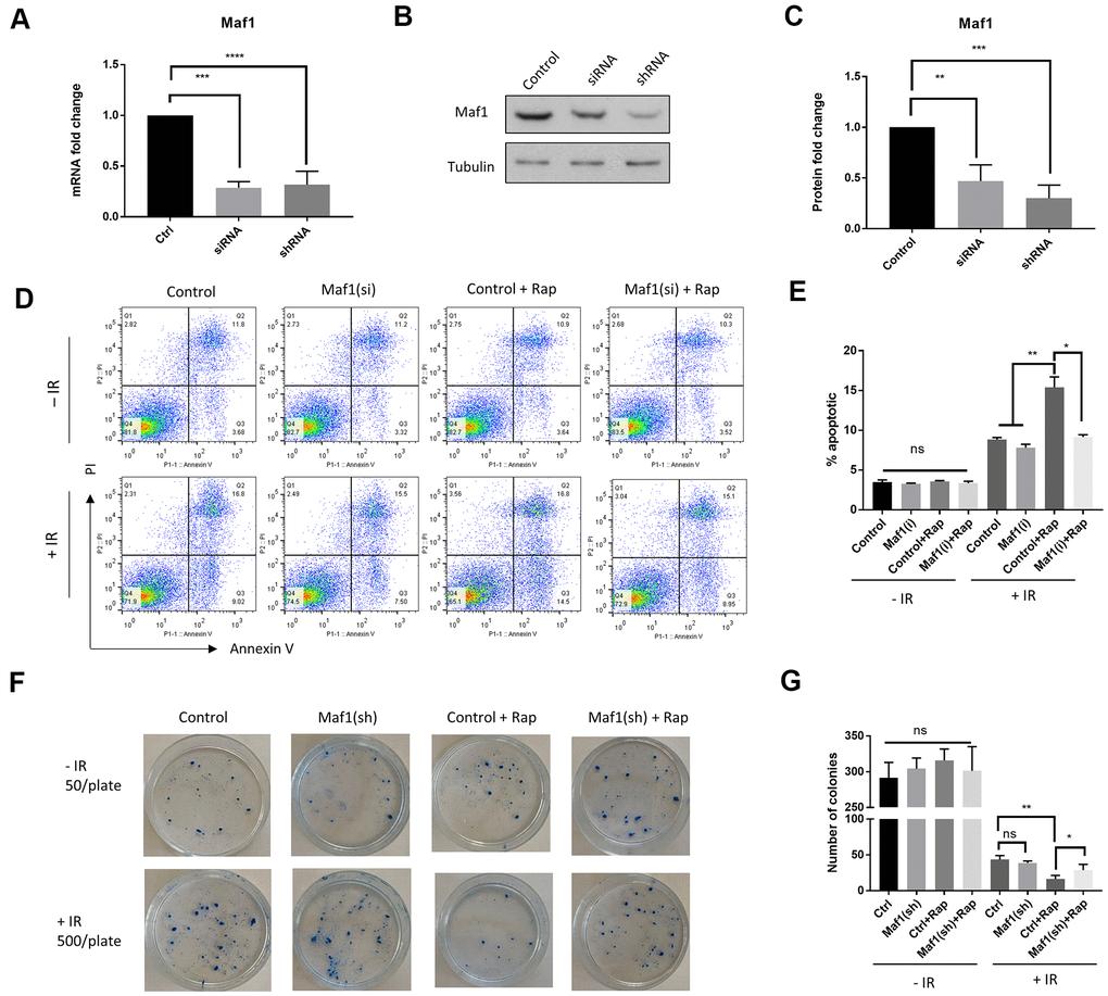 Maf1 is required for rapamycin to increase radio-sensitivity in A549 cells. (A–C) Maf1 mRNA (A) and protein levels (C) were knocked down by siRNA and shRNA. Representative western blot results are shown in (B). Experiments were performed for ≥3 times with replicates. Data were normalized to non-transfected control (Ctrl) and expressed as fold change. (D, E) Maf1 is required for rapamycin to increase apoptosis in A549 cells in response to radiation. Maf1 was knocked down by siRNA (si) in A549 cells. Cells were then irradiated (IR) with 6 Gy x-ray and treated with 100 nM rapamycin (Rap) as indicated. Apoptosis (Annexin V) and cell death (PI) were analyzed by flow cytometry after 48 hours. Experiments were performed for 2 times and representative results (D) and the quantifications of apoptotic cells (E) are shown. (F, G) Maf1 is required for rapamycin to enhance radiosensitivity in A549 cells. Cells treated with radiation and rapamycin were plated at 500 cells/plate and irradiated (+IR). Non-irradiated cells were plated at 50 cells/plate as controls (-IR). Colonies were counted after 2 weeks of incubation. Experiments were performed for 3 times and representative results are shown in (F) and the quantifications in (G). In all panels, the error bars stand for Standard Deviation (SD) of the mean. Statistical significance was evaluated by 2-tailed, paired student’s t-test (ns, not significant, *, P