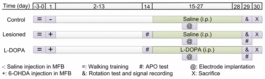 Representation of the experimental timeline. MFB: medial forebrain bundle; APO: apomorphine; 6-OHDA: 6-hydroxydopamine.