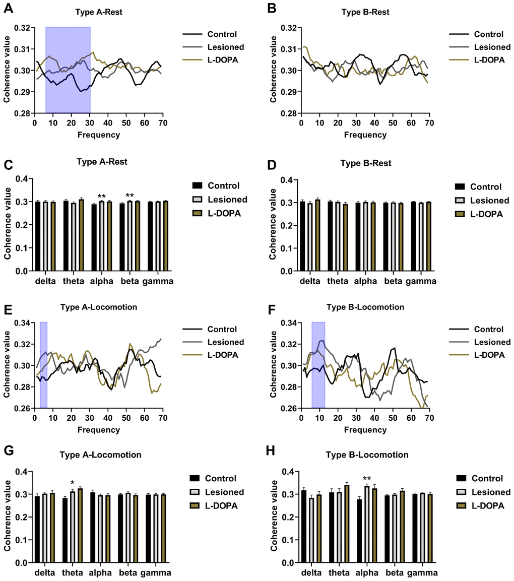 Measurement of the coherence value between spikes and local field potential (LFP) in the pedunculopontine nucleus (PPN). (A) Frequency-coherence value plots in resting Type A neurones. (B) Frequency-coherence value plots in resting Type B neurones. (C) Statistical results of coherence value in resting Type A neurones. (D) Statistical results of coherence value in resting Type B neurones. (E) Frequency-coherence value plots of Type A neurones in locomotion state. (F) Frequency-coherence value plots of Type B neurones in locomotion state. (G) Statistical results of coherence value obtained in Type A neurones in locomotion state. (H) Statistical results of coherence value obtained in Type B neurones in locomotion state. The frequency bands with the most noticeable changes are highlighted via blue boxes. *p 