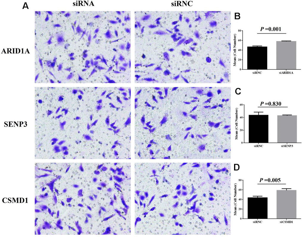 Cell invasion after the suppression of genes, ARID1A, CSMD1, and SENP3 by siRNA. The images of transwell invasion assay shown in (A) were scanned, quantified, and plotted in (B–D, respectively).