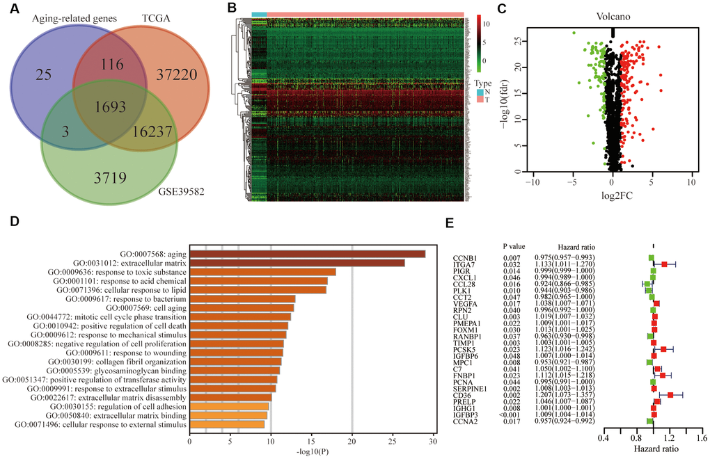 Identification of differentially expressed and prognostic aging-related genes in CRC. (A) Aging-related genes shared by the training group TCGA and testing group GSE39582. (B) Differentially expressed aging-related genes in the TCGA was displayed in the heatmap and (C) the volcano map. (D) Gene ontology (GO) analysis of these genes. (E) Forest plot of prognostic aging-related genes in the training group.