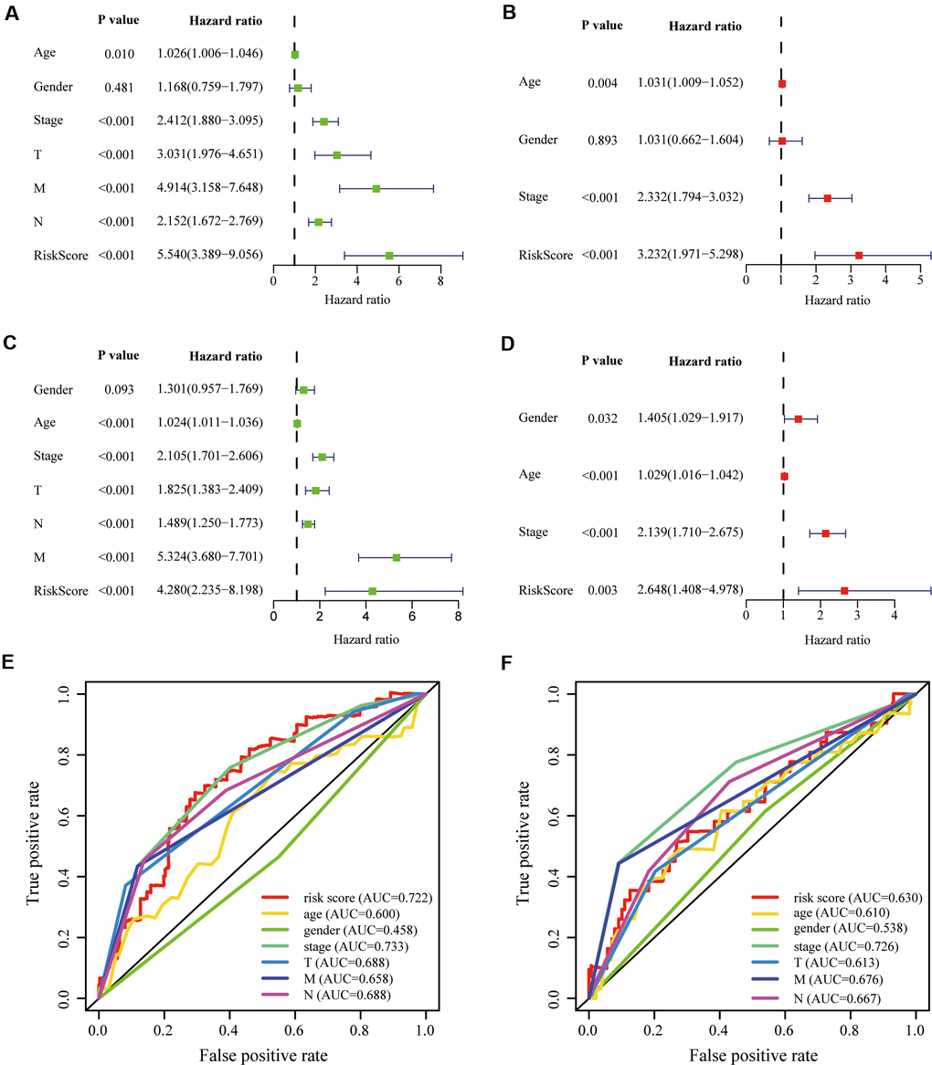 Validation of prognostic signature. (A, B) Univariate and multivariate COX regression analysis in the training group. (C, D) Univariate and multivariate COX regression analysis in the testing group. The receiver operating characteristic (ROC) curve and the areas under the curve verified the accuracy of prognostic signature in the (E) training and (F) testing groups.