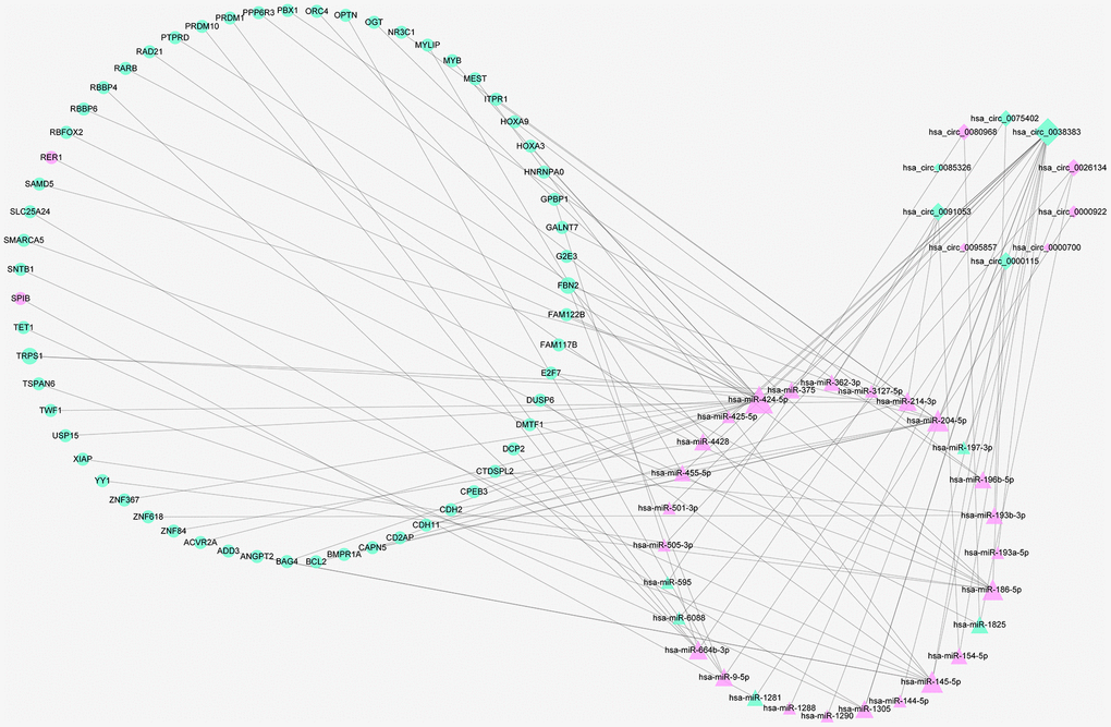 The ceRNA network of circRNA–miRNA–mRNA in RIF. Diamonds represent circRNAs, triangles indicate miRNAs, and rounds indicate mRNAs. Node size represent the degrees of node in the ceRNA network. The node of red and green color express upregulation and downregulation, respectively.