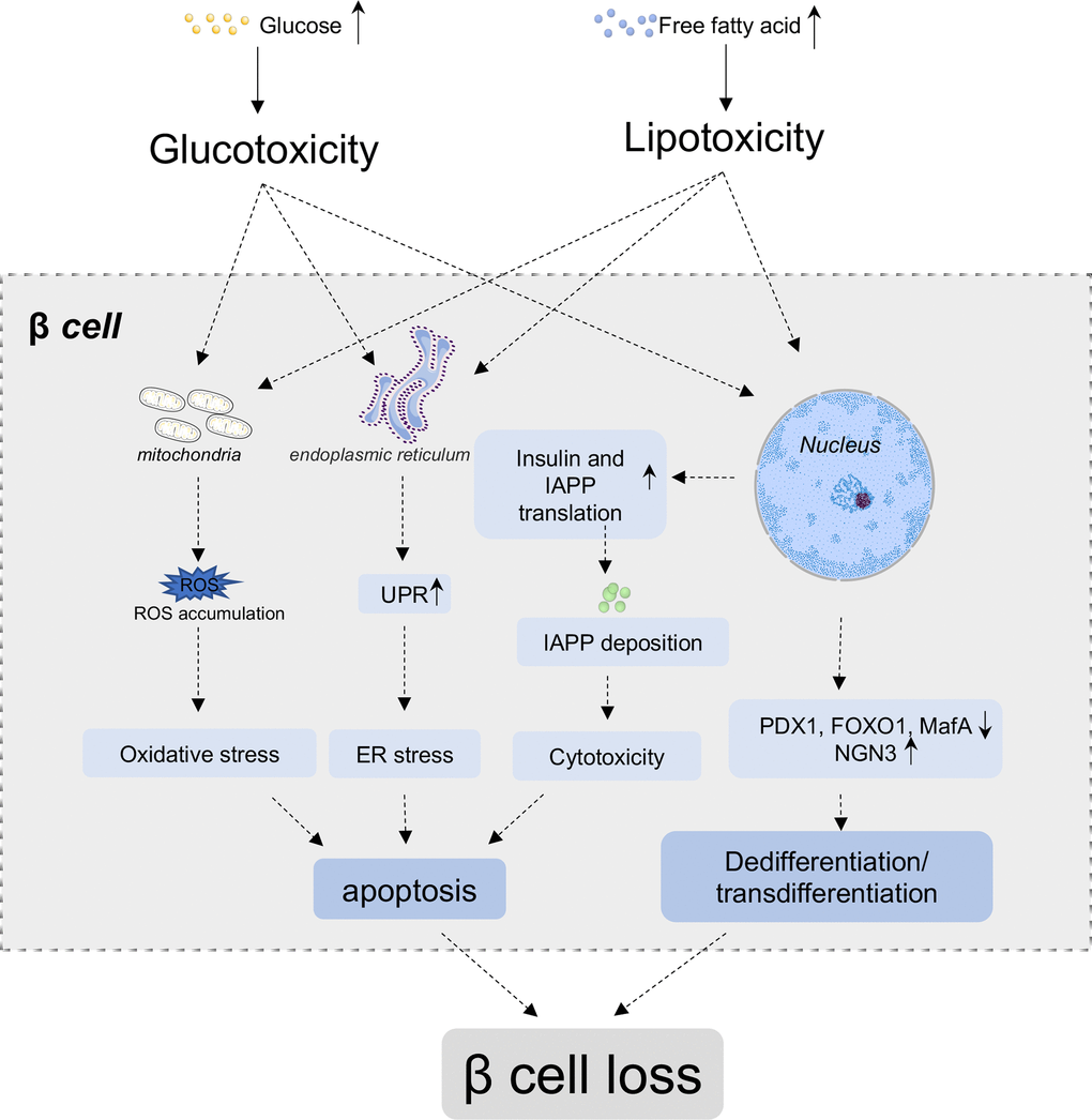 β cell loss in T2D. In normal conditions, glucose and nutrients influx stimulate β cells to secrete insulin to cope with increased blood glucose level. Under chronic high blood glucose and high free fatty acids condition, β cells secrete more insulin to compensate hyperglycemia, while simultaneously, co-secrete more islets amyloid polypeptide (IAPP). The deposition of IAPP further aggregate into amyloid plaque in β cells. Glucotoxicity, lipotoxicity and amyloid deposit lead to the accumulation of reactive oxygen species (ROS), unfolded protein and so on, which results in oxidative stress, ER stress, inflammation and other cytotoxicity of β cells, and ultimately induces apoptosis of β cells. Additionally, high glucose and lipid lead to the downregulation of critical transcriptional factors, such as PDX1, FoxO1 and MafA, and re-express of progenitor marker Ngn3, which lead to the dedifferentiation and/or transdifferentiation of β cells. Both the apoptosis and dedifferentiation/transdifferentiation could contribute the mass loss of β cells.