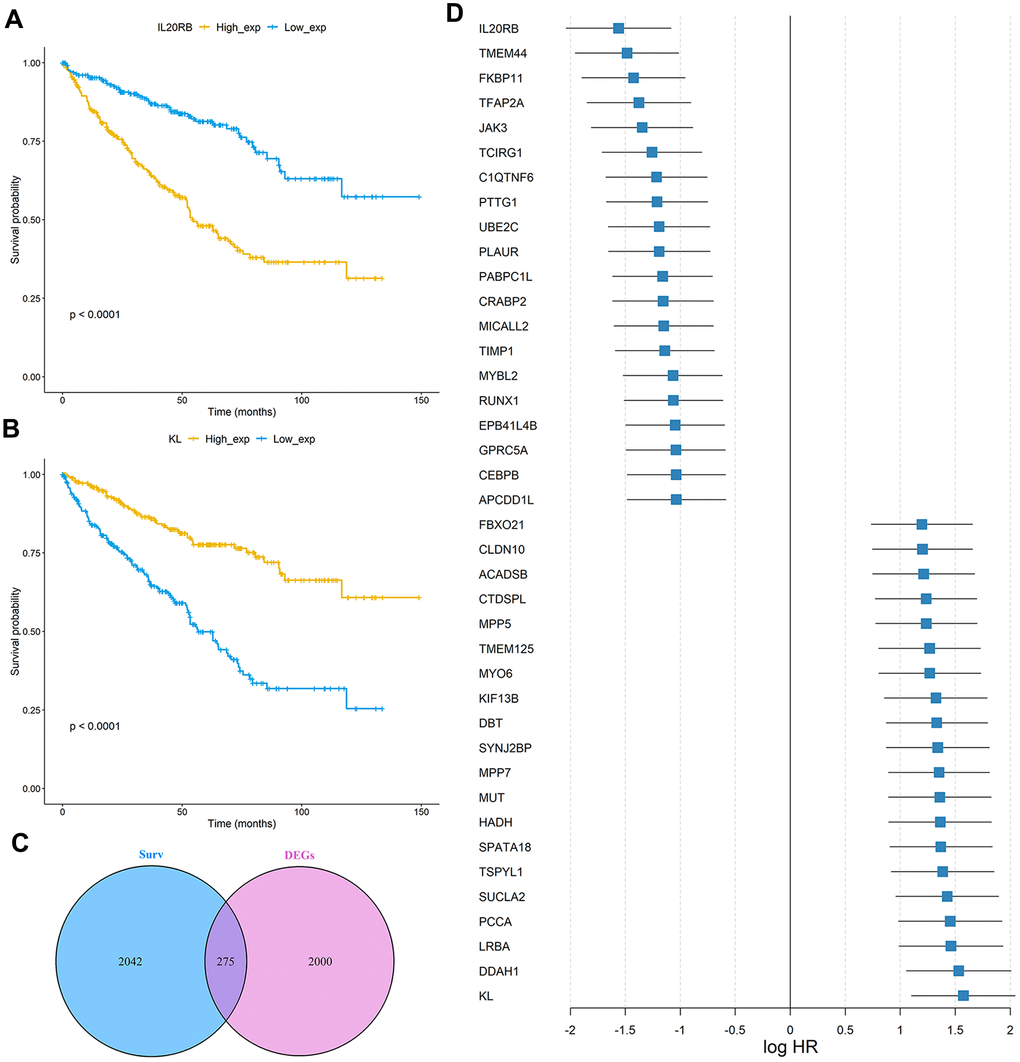 Identification of prognosis-related genes in the TCGA ccRCC cohort. (A, B) Kaplan-Meier curves of OS for the TCGA cohort based on IL20RB and KL expression levels, respectively; (C) Venn diagram of prognostic-related genes and differentially expressed genes in TCGA cohort; (D) The integrated HR for Top 40 prognosis-related genes in the TCGA data sets.