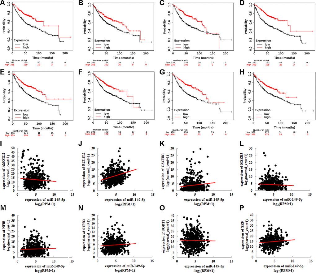 Integrative analyses of 8 target genes of exosomal miR-149-5p. Survival analysis of 8 target genes in TCGA-LUAD cohort (A) AMOTL2. (B) BCL2L2. (C) CACDH1. (D) MSRB3. (E) NFIB. (F) S1PR2. (G) SORT1. (H) SRF. Correlation between 8 target genes and miR-149-5p expression in TCGA-LUAD cohort (I) AMOTL2. (J) BCL2L2. (K) CACDH1. (L) MSRB3. (M) NFIB. (N) S1PR2. (O) SORT1. (P) SRF. RPM: reads of exon model per million mapped reads.