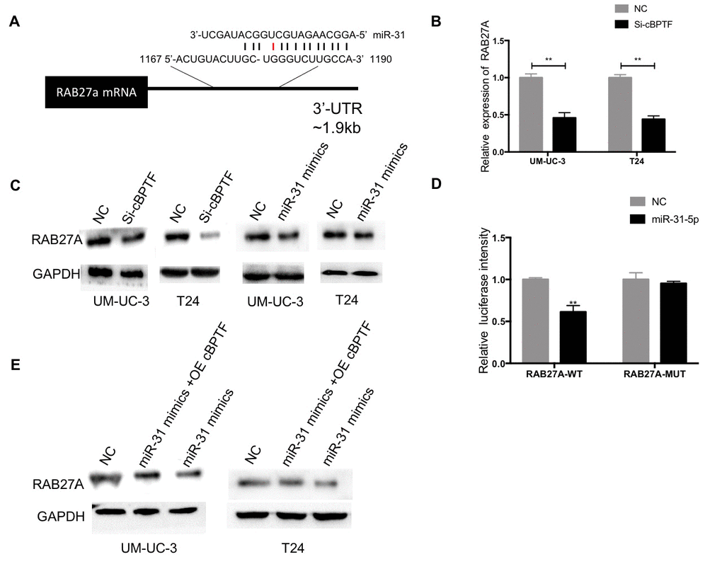 Circ-BPTF promotes BCa proliferation and migration through themiR-31-5p/RAB27A axis. (A) Schematic of predicted miR-31-5p binding sites in the 3’ UTR of RAB27A, with complementary pairs showed in black and mismatches showed in red. (B) Expression levels of RAB27A were detected following knockdown of circ-BPTF by qPCR. (C) Western blotting analysis of RAB27A in BCa cell lines upon knockdown of circ-BPTF and overexpression of miR-31-5p. GAPDH was used as a loading control. (D) miR31-5p decreases the luciferase activities of the wild-type RAB27A 3’ UTR reporter but not the luciferase activities of the mutant RAB27A 3’ UTR reporter. (E) Rescue experiment was performed to analyze RAB27A at protein level by western blotting. GAPDH was used as a loading control. **P