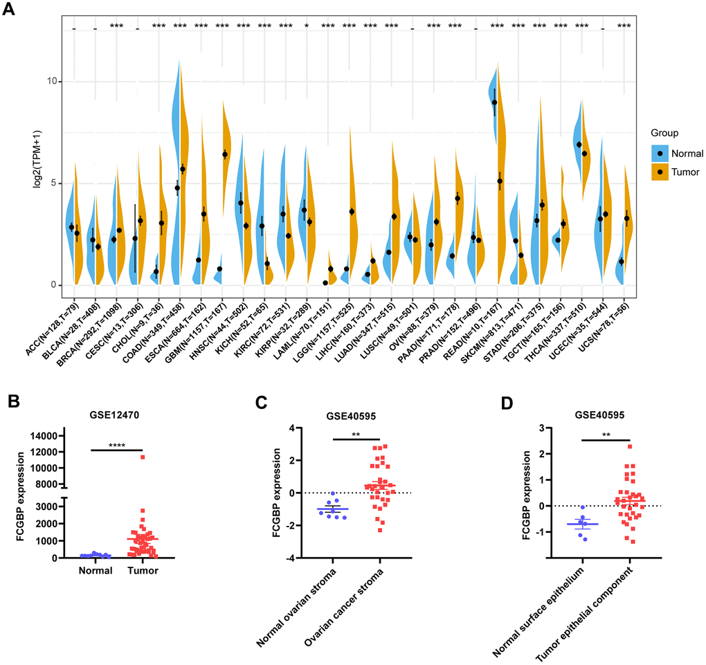 Pan-cancer FCGBP expression analysis. (A) FCGBP expression in tumor and normal tissues in TCGA and GTEx pan-cancer data. (B) FCGBP expression in tumor and normal tissues in ovarian cancer from GSE12470. (C) FCGBP expression in normal ovarian stroma and ovarian cancer stroma from GSE40595. (D) FCGBP expression in normal ovarian surface epithelium and ovarian cancer epithelial component from GSE40595.