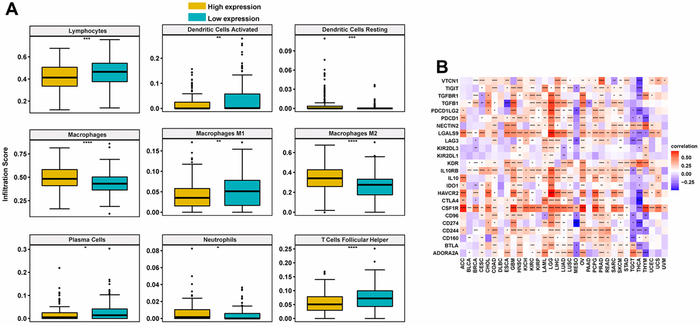 Correlation between immune cell infiltration and FCGBP in ovarian cancer. (A) Immune cell infiltration level in the high FCGBP expression group and low FCGBP expression group in TCGA cohort. (B) Correlations between FCGBP and immunosuppressive genes are shown in a heatmap, where red represents positive correlation, blue represents negative correlation; the deeper the color, the stronger the correlation.