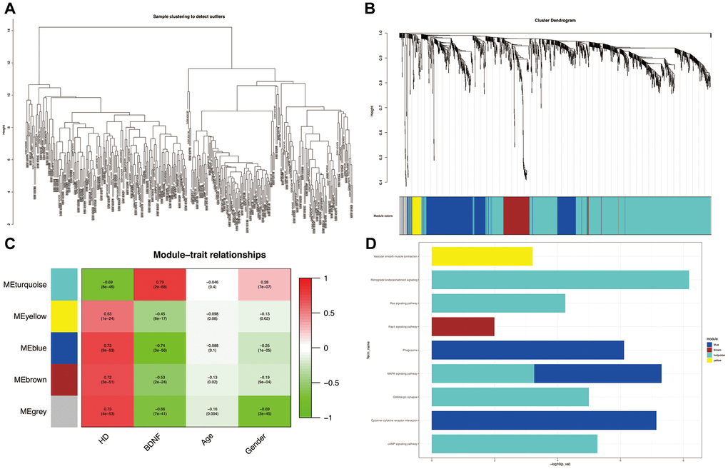 Weighted correlation network analysis. Plot of sample clustering (A). Cluster dendrogram of five modules and assigned module colors (B): grey indicates non-clustering genes. Heatmap of module-trait relationships (C): red indicates positively correlated and green represents negatively correlated. KEGG pathways of genes in co-expression module (D). HD: Huntington’s disease, KEGG: Kyoto Encyclopedia of Genes and Genomes.