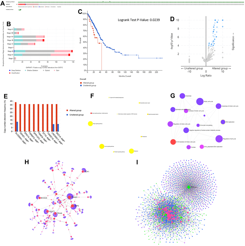 Genomic alterations of GNPNAT1 in LUAD (cBioPortal).GNPNAT1 alterations in the LUAD cohort. The different types of genetic alterations highlighted in different colors. (A) There were 39 out of 522 (7.47%) LUAD patients with GNPNAT1 alterations. (B) GNPNAT1 CNV frequency distribution in different stage subgroups. (C) GNPNAT1 CNV affected OS in LUAD. (D) The volcano plot shows genes co-occurring with GNPNAT1 amplification. (E) The bar plot shows the top 10 GNPNAT1 co-occurrent alteration genes. (F) KEGG pathway analysis of significant GNPNAT1 co-occurrent genes. (G) GO